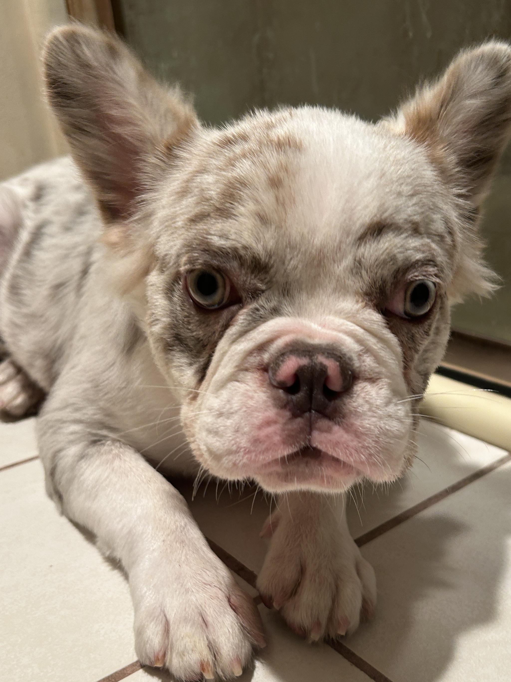 LILLYROSE, ADOPTABLE, Puppy Female French Bulldog.