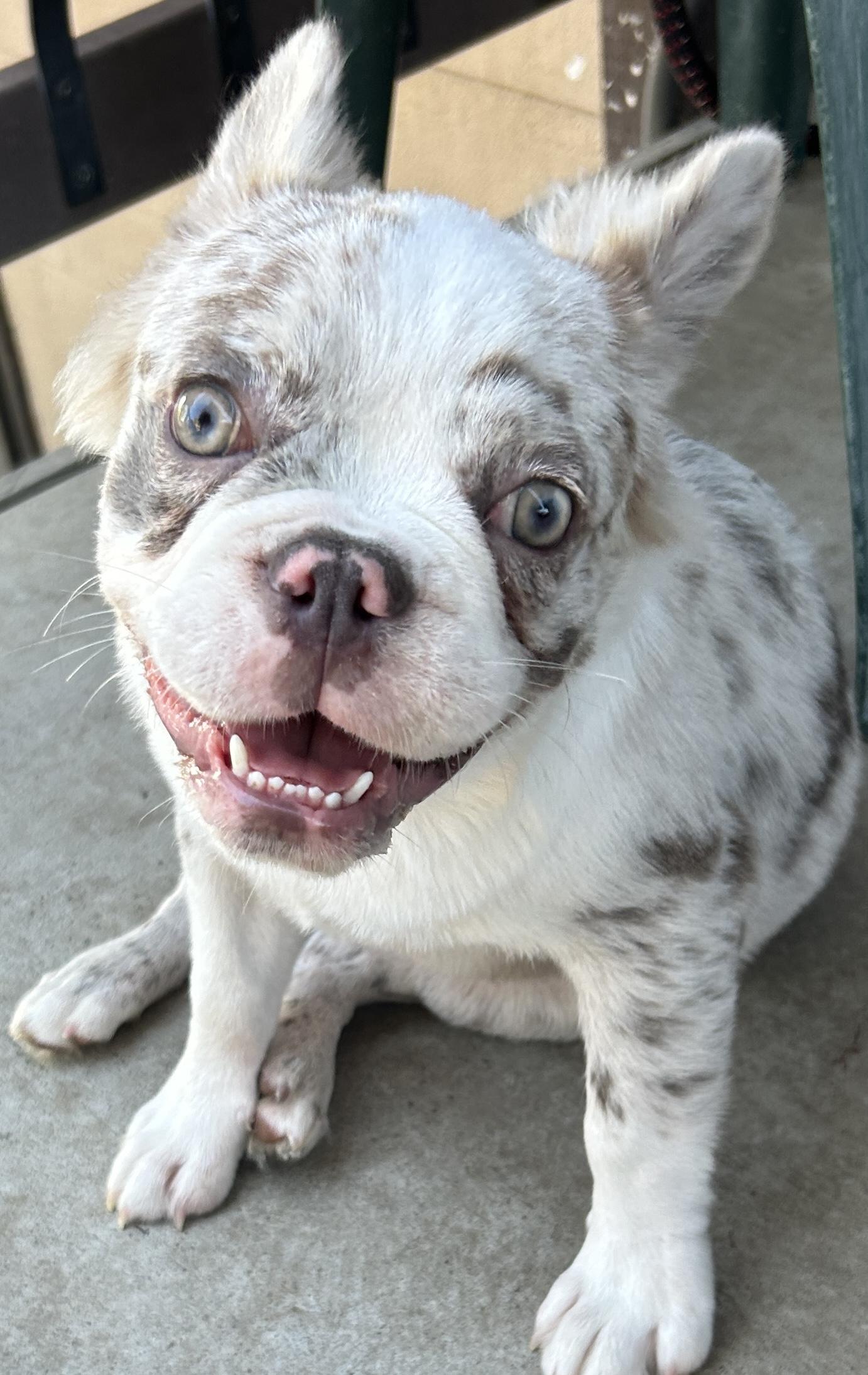 LILLYROSE, a ADOPTABLE French Bulldog in El Cajon, CA image 5/6