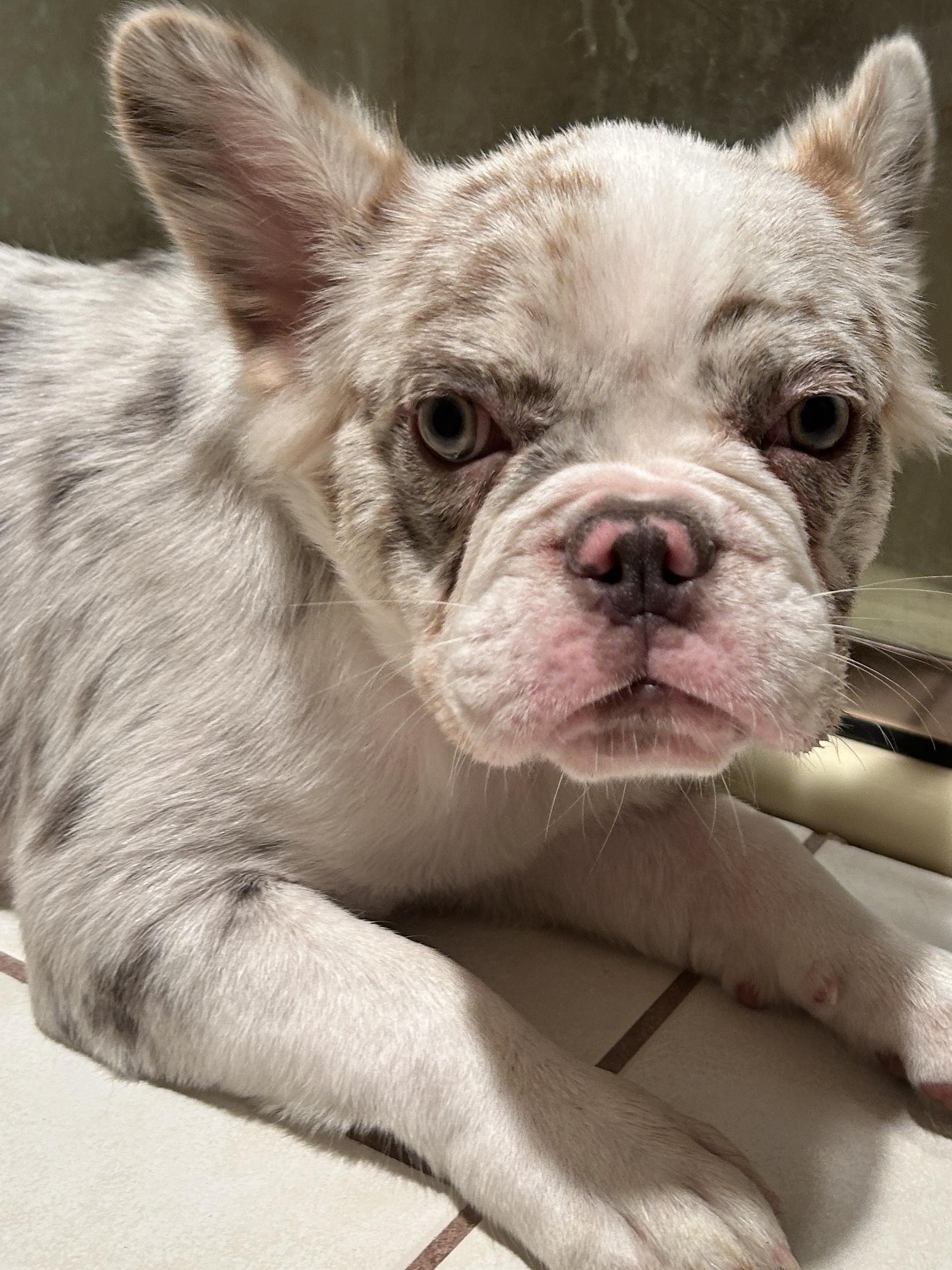 LILLYROSE, a ADOPTABLE French Bulldog in El Cajon, CA image 3/6