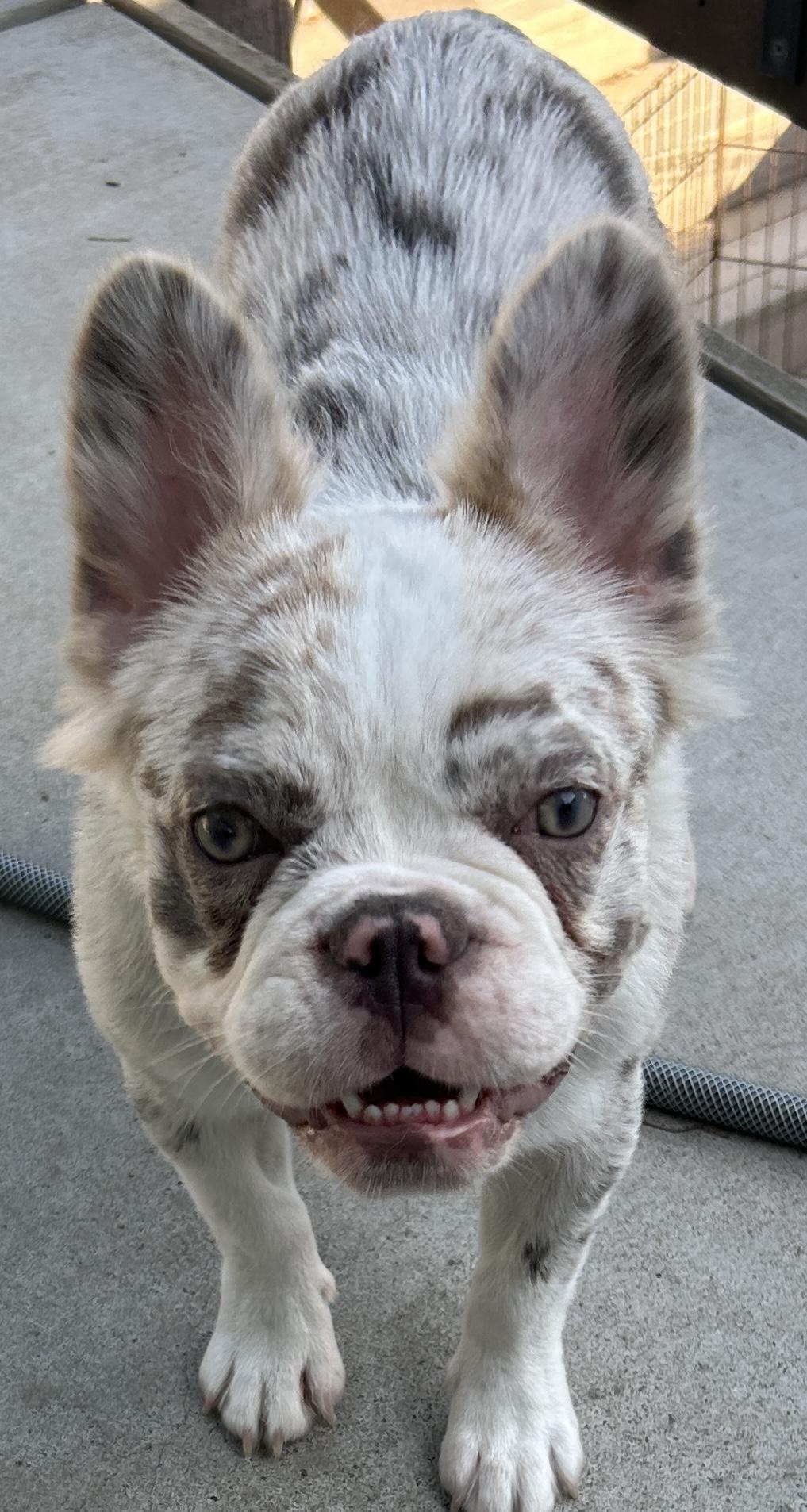LILLYROSE, a ADOPTABLE French Bulldog in El Cajon, CA image 4/6