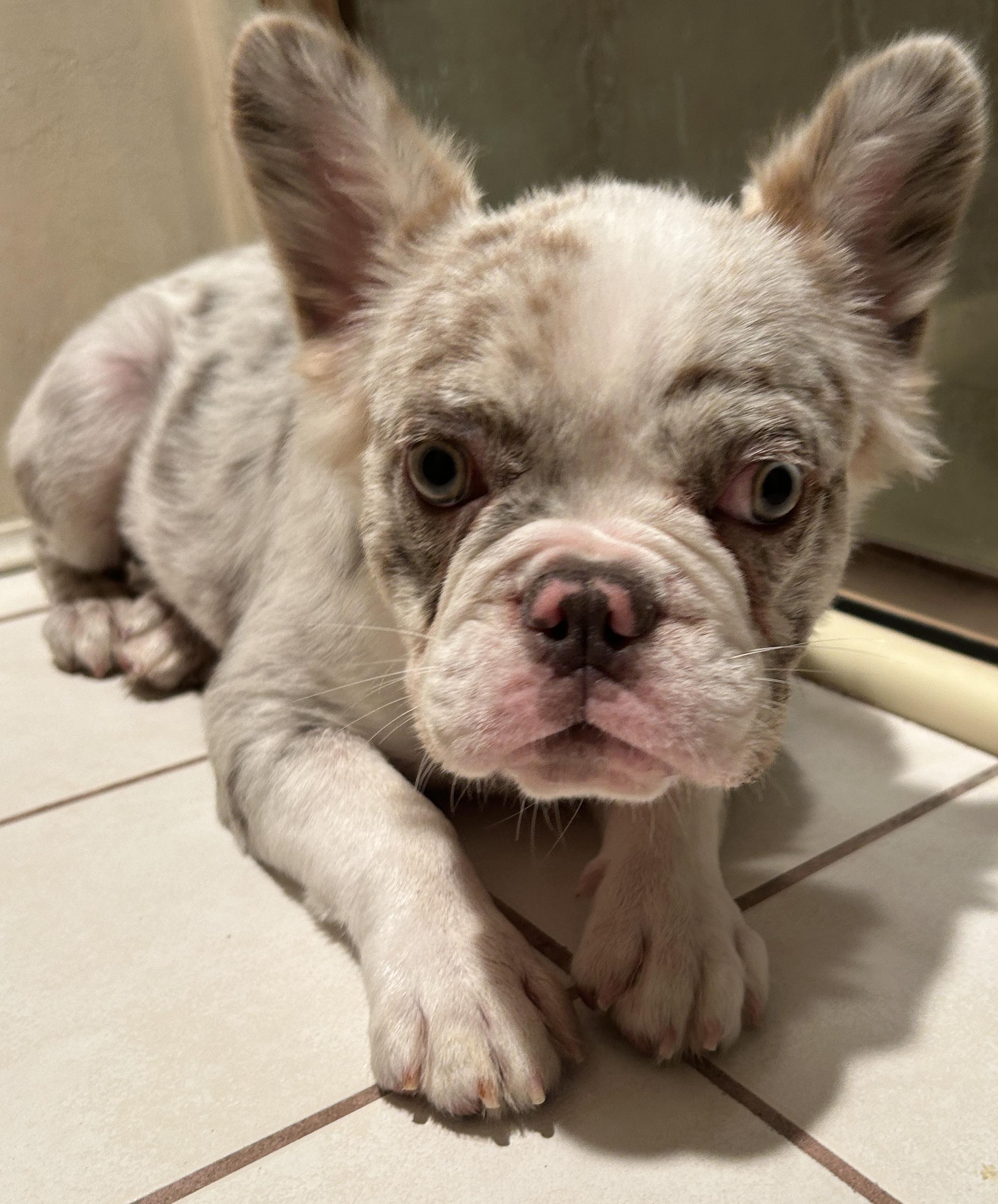 LILLYROSE, a ADOPTABLE French Bulldog in El Cajon, CA image 2/6