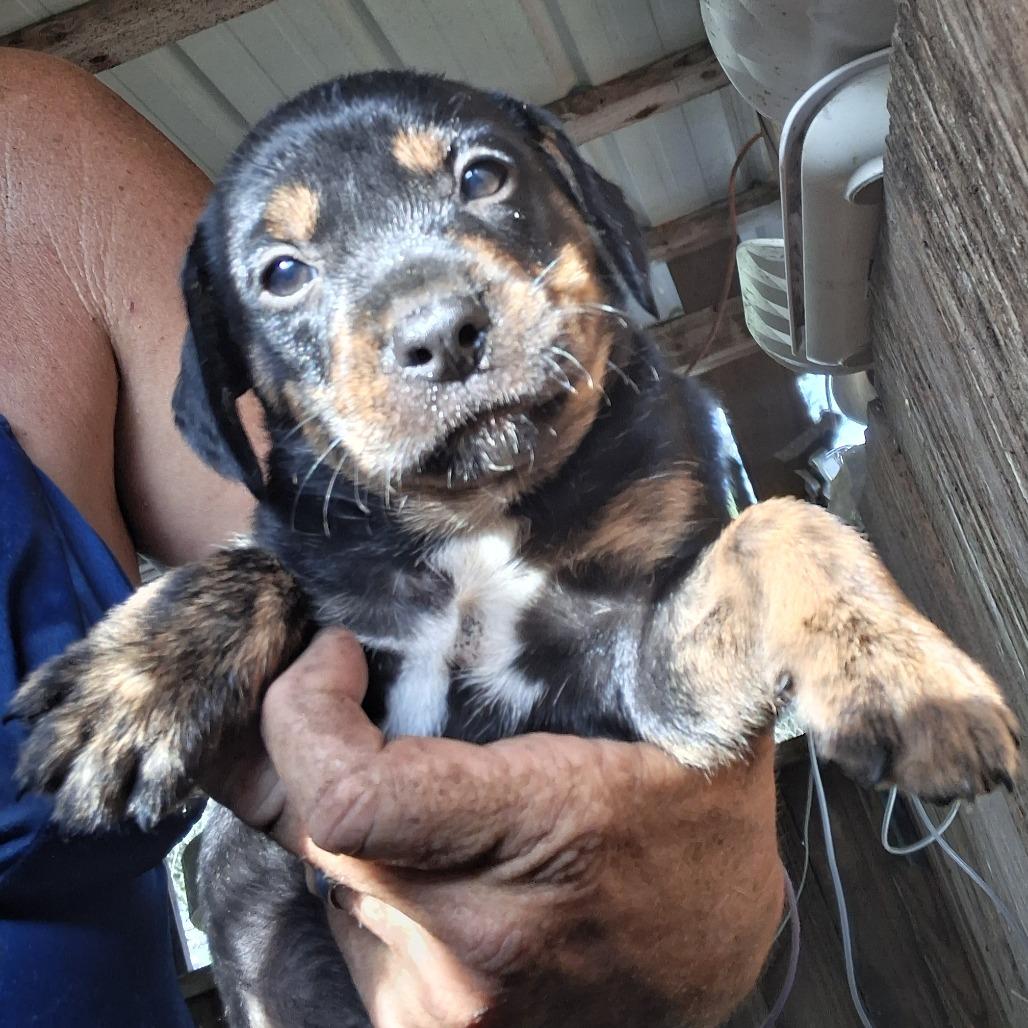 Enlarge Gary, a Adoptable mixed breed in Morriston, FL image 2/3