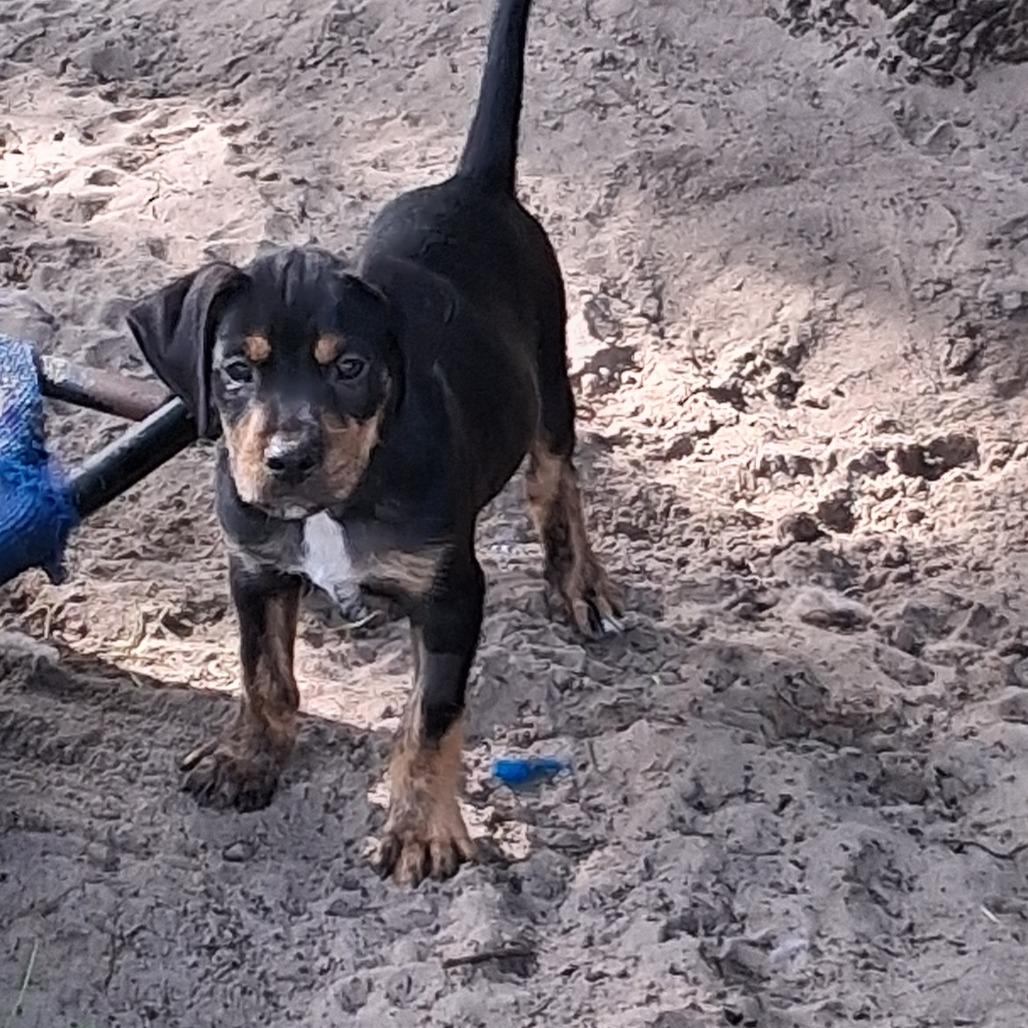 Enlarge Gary, a Adoptable mixed breed in Morriston, FL image 3/3