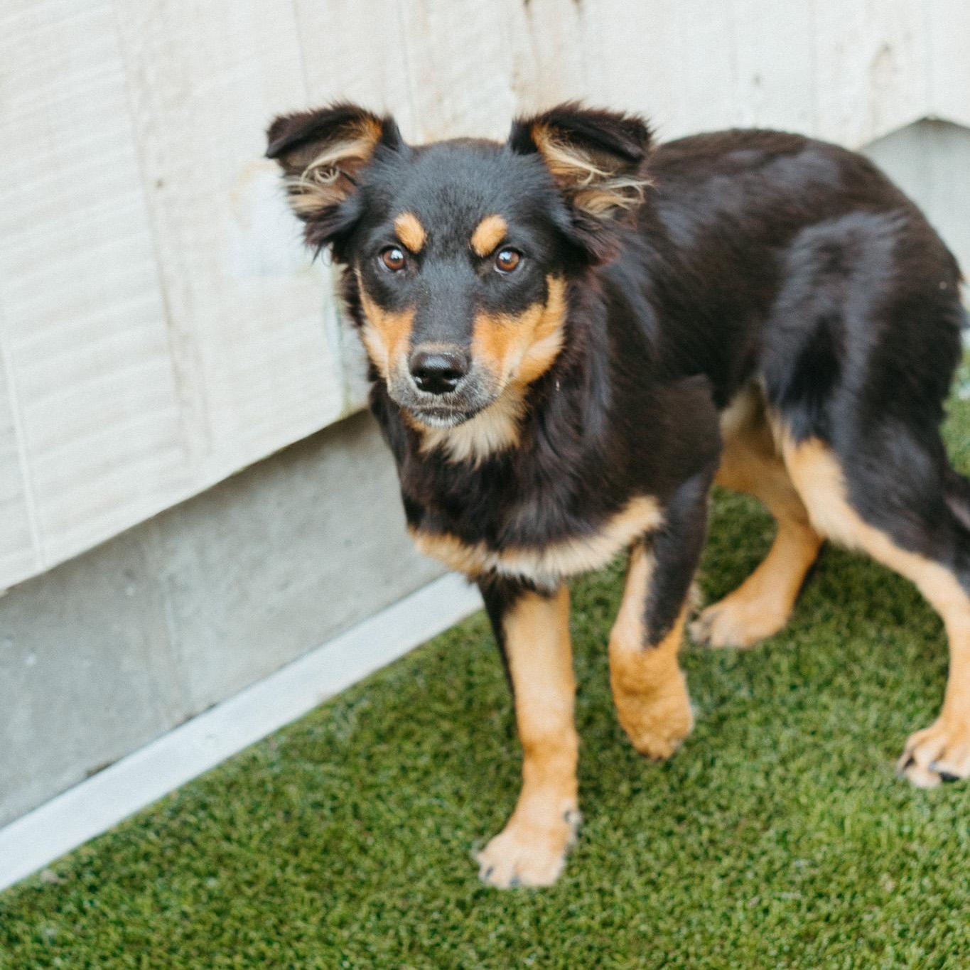 Belly, a Adoptable mixed breed in Jackson, WY image 1/2