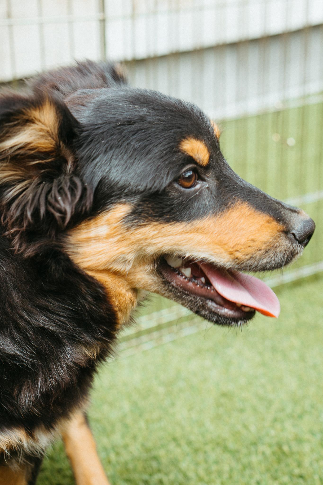 Belly, a Adoptable mixed breed in Jackson, WY image 2/2