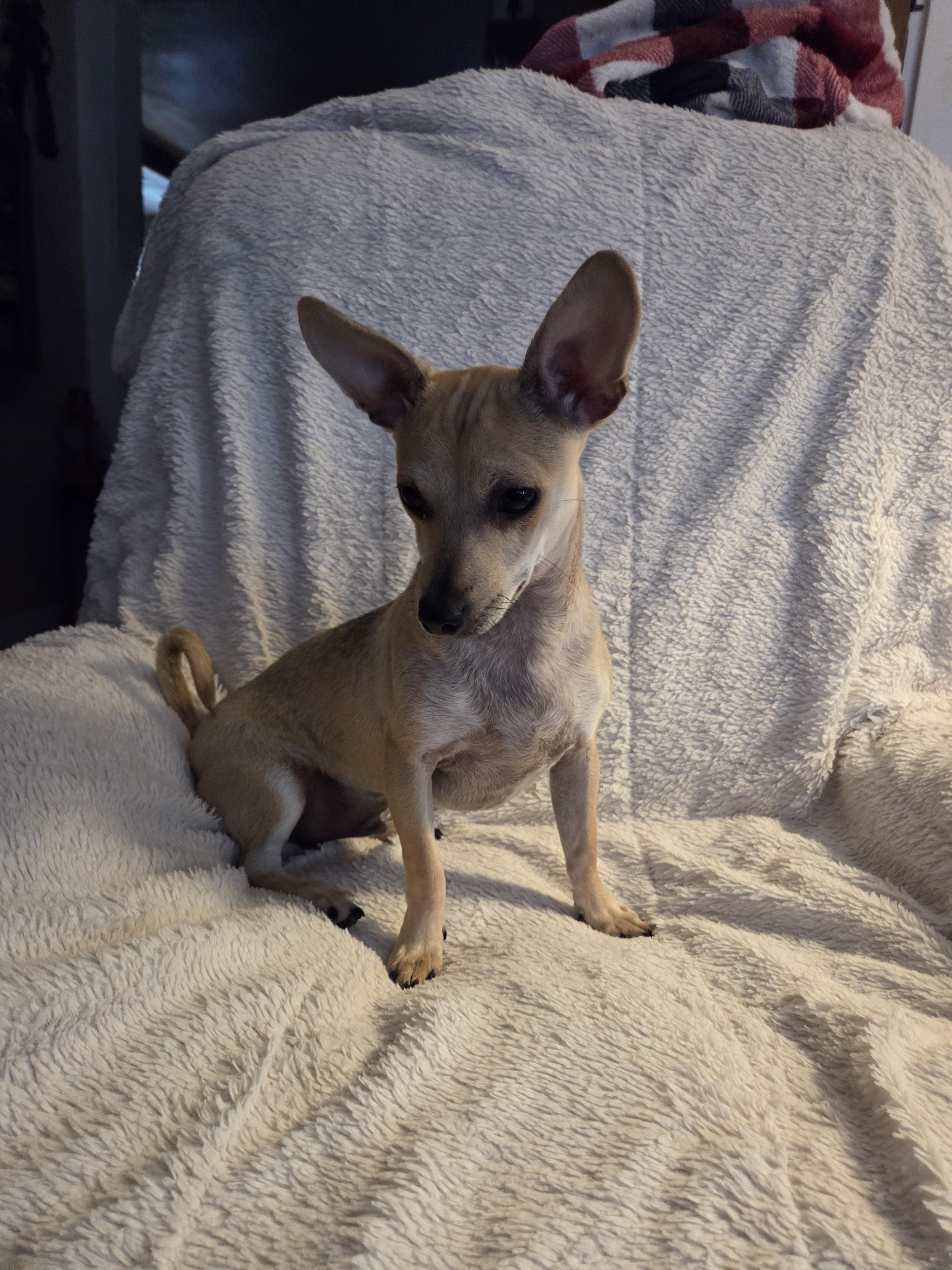 Enlarge Dustin, a Adoptable mixed breed in Oakdale, CA image 2/4