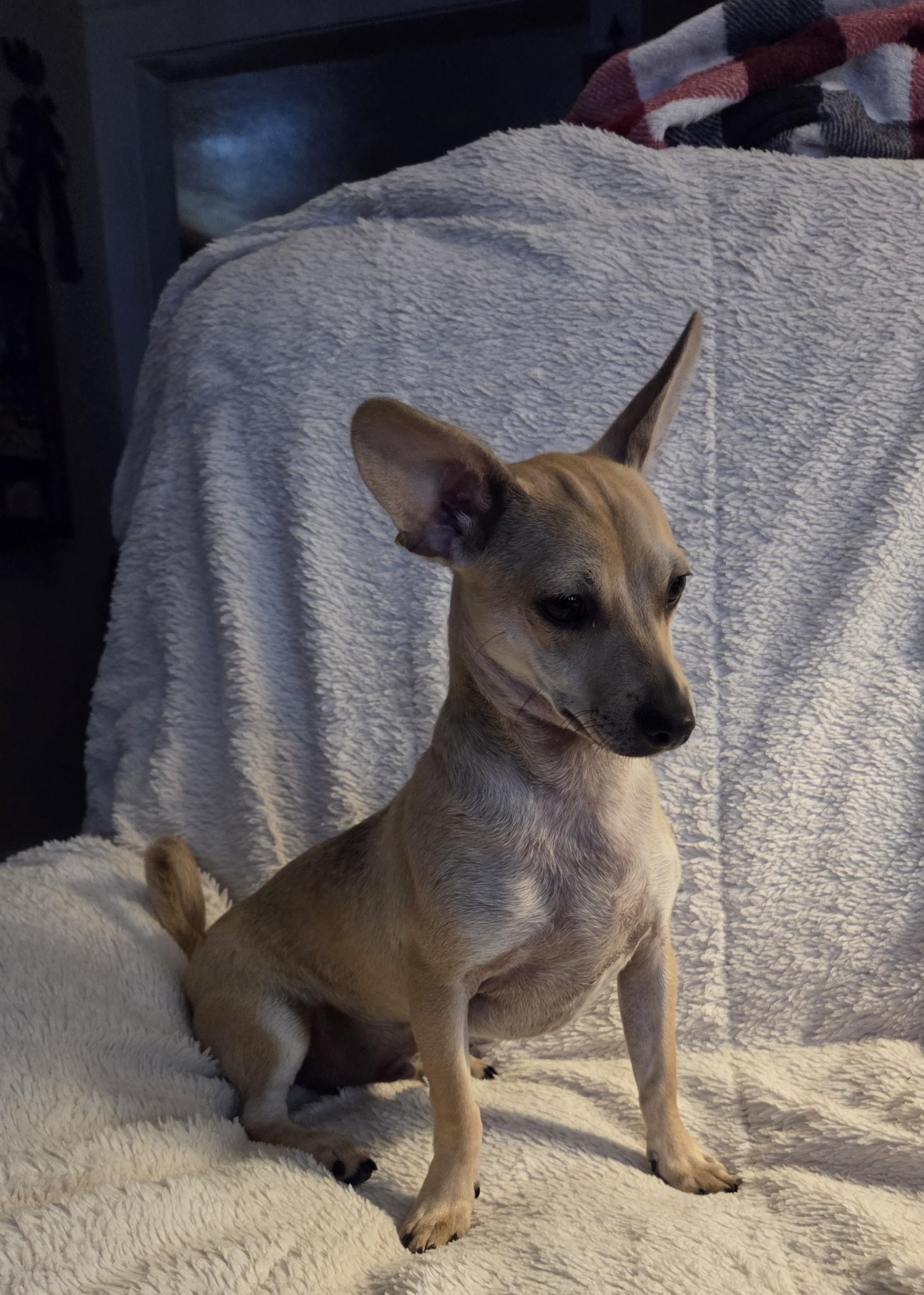 Enlarge Dustin, a Adoptable mixed breed in Oakdale, CA image 3/4