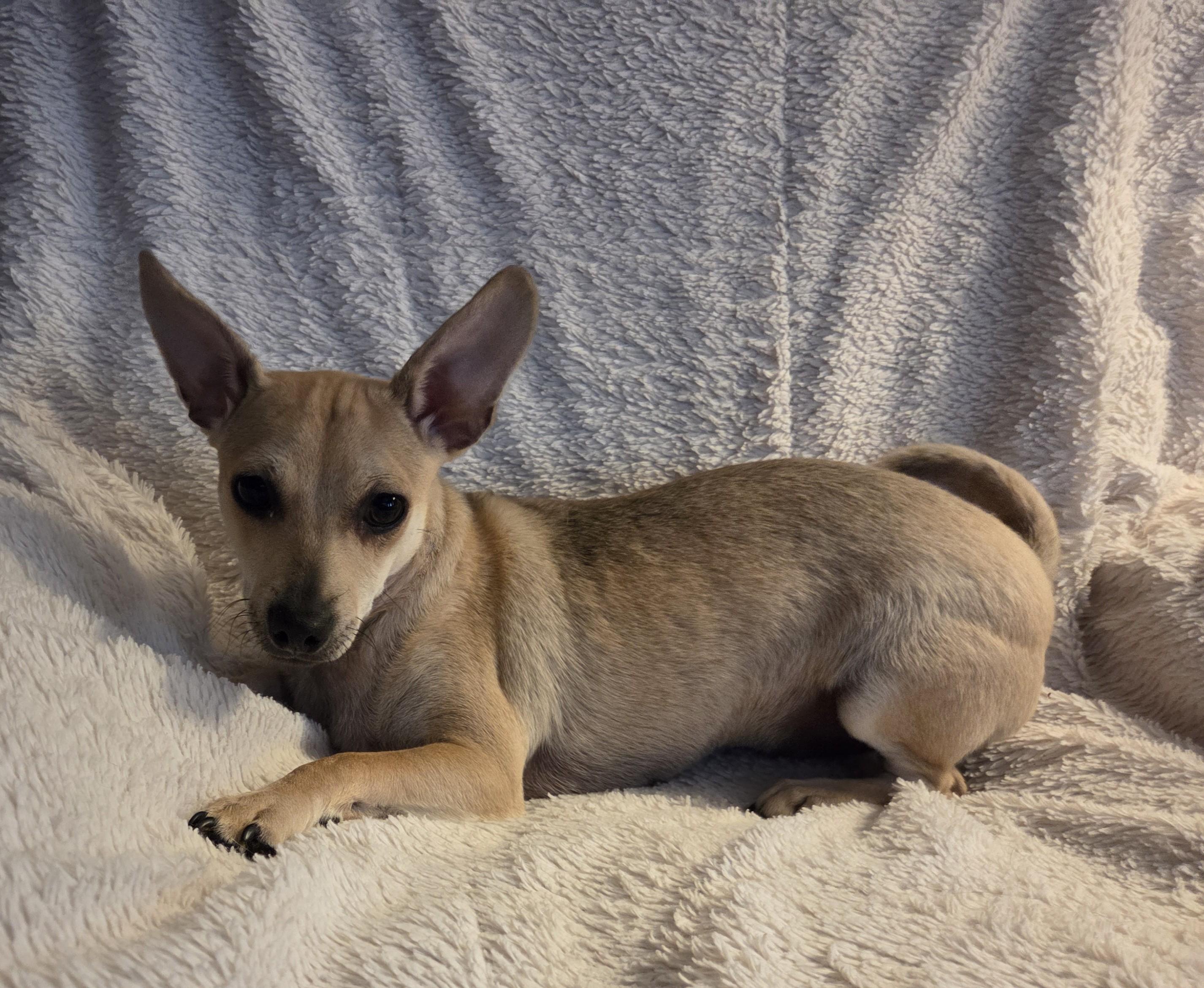 Dustin, Adoptable, Puppy Male Terrier & Chihuahua.