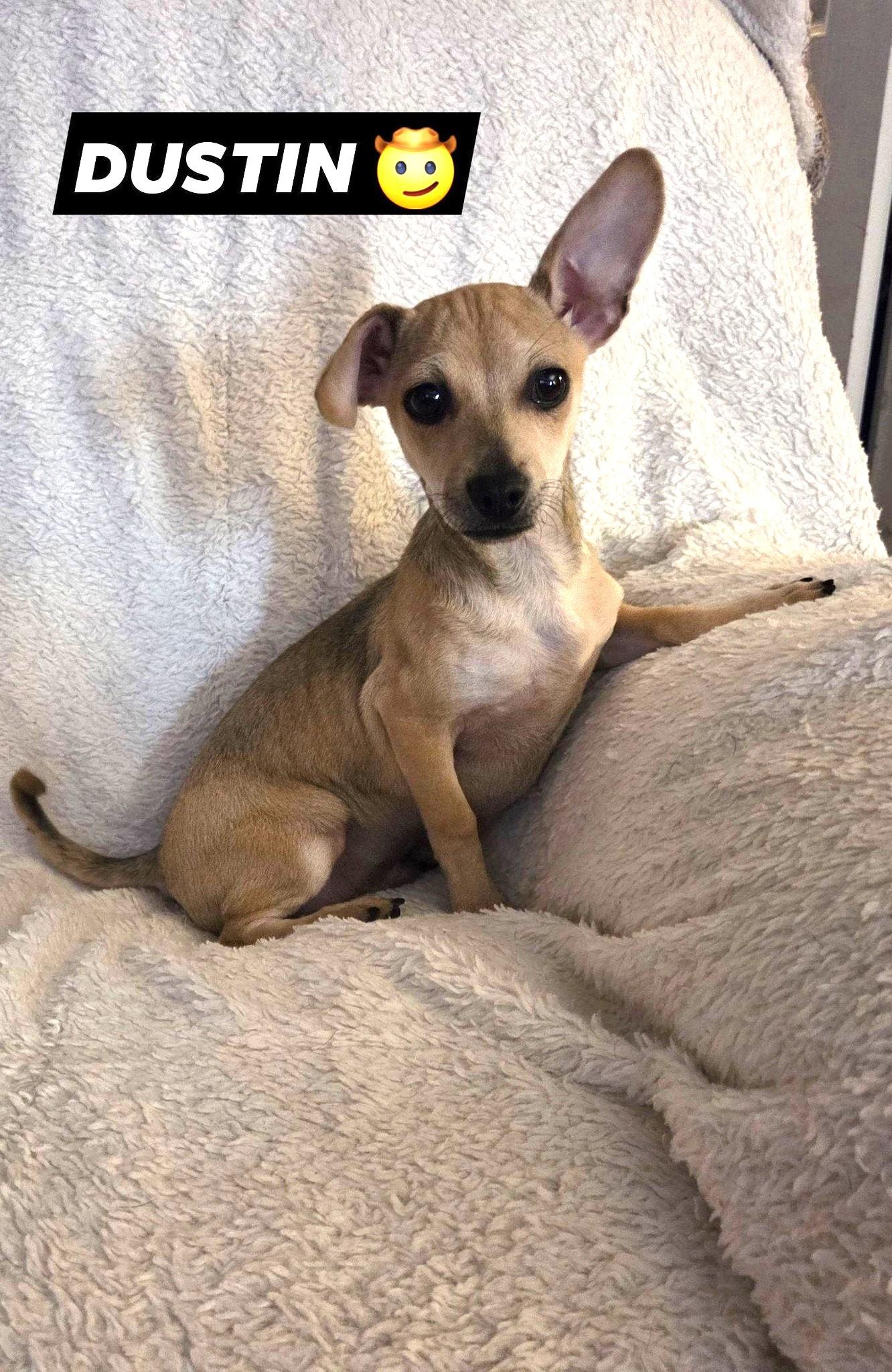 Dustin, a Adoptable mixed breed in Oakdale, CA image 1/2