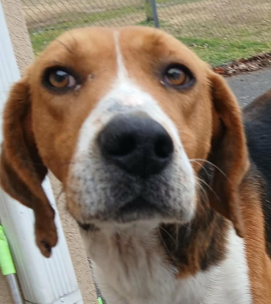 DARWIN, Adoptable, Adult Male Hound.