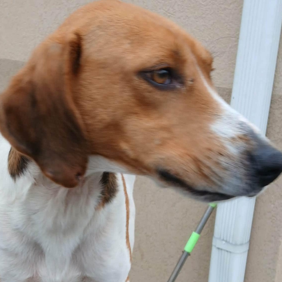 DARWIN, a Adoptable Hound in Tappahannock, VA image 4/5