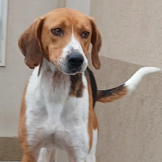 DARWIN, a Adoptable Hound in Tappahannock, VA image 5/5
