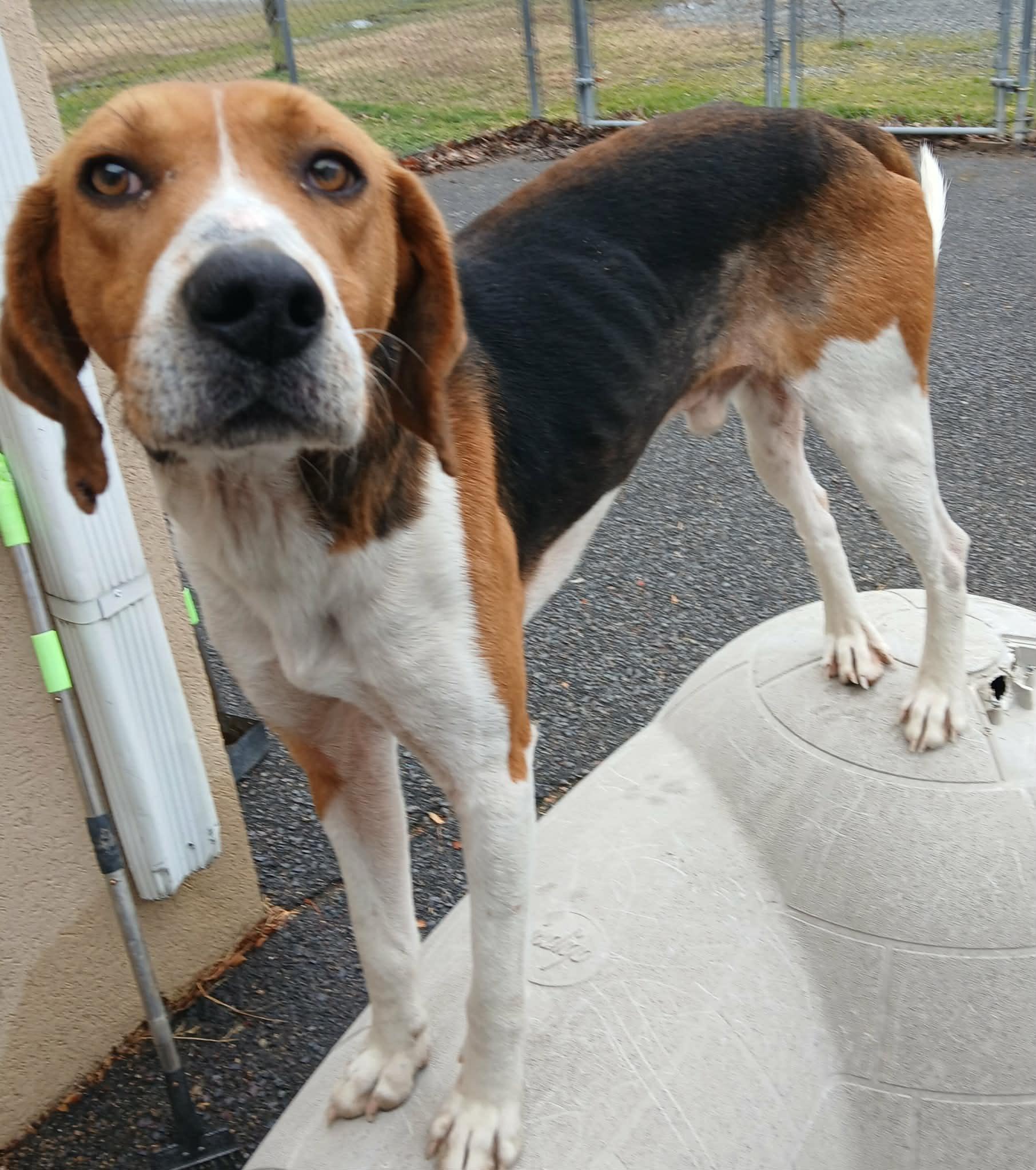 DARWIN, a Adoptable Hound in Tappahannock, VA image 2/5