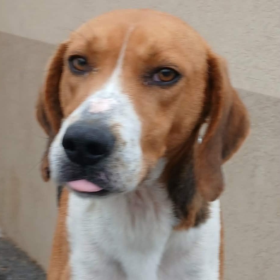 DARWIN, a Adoptable Hound in Tappahannock, VA image 3/5