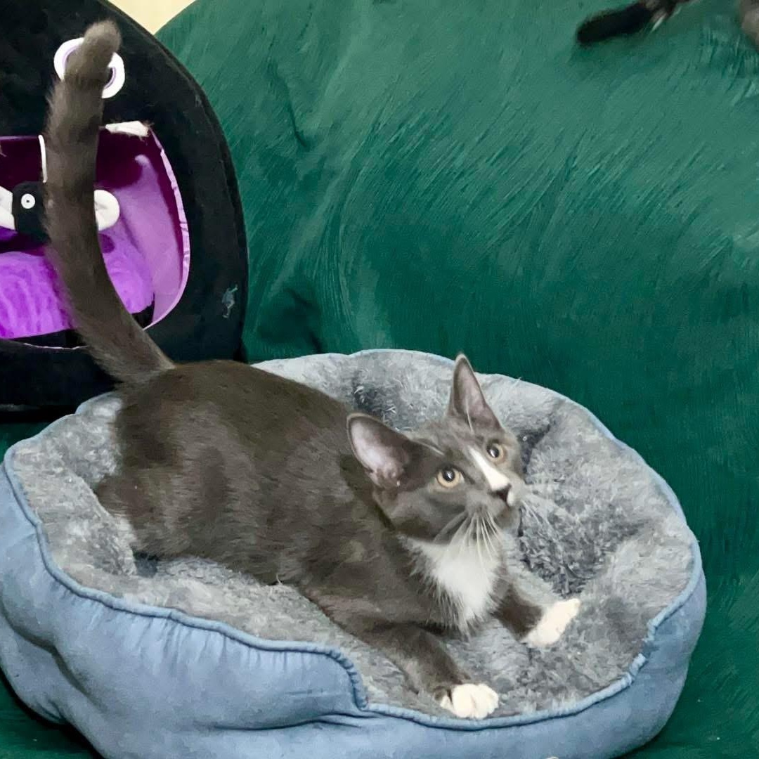 Marshmallow, Adoptable, Young Male Domestic Short Hair.