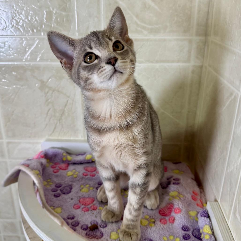 Violet, a Adoptable Domestic Short Hair in Franklin, NC image 2/6
