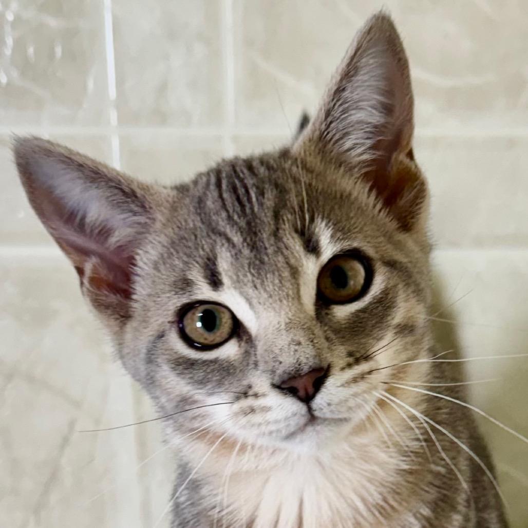 Violet, a Adoptable Domestic Short Hair in Franklin, NC image 3/6