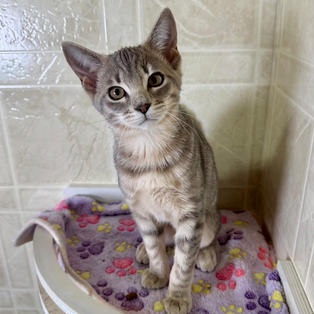 Violet, a Adoptable Domestic Short Hair in Franklin, NC image 4/6