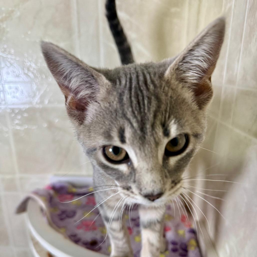Violet, a Adoptable Domestic Short Hair in Franklin, NC image 5/6