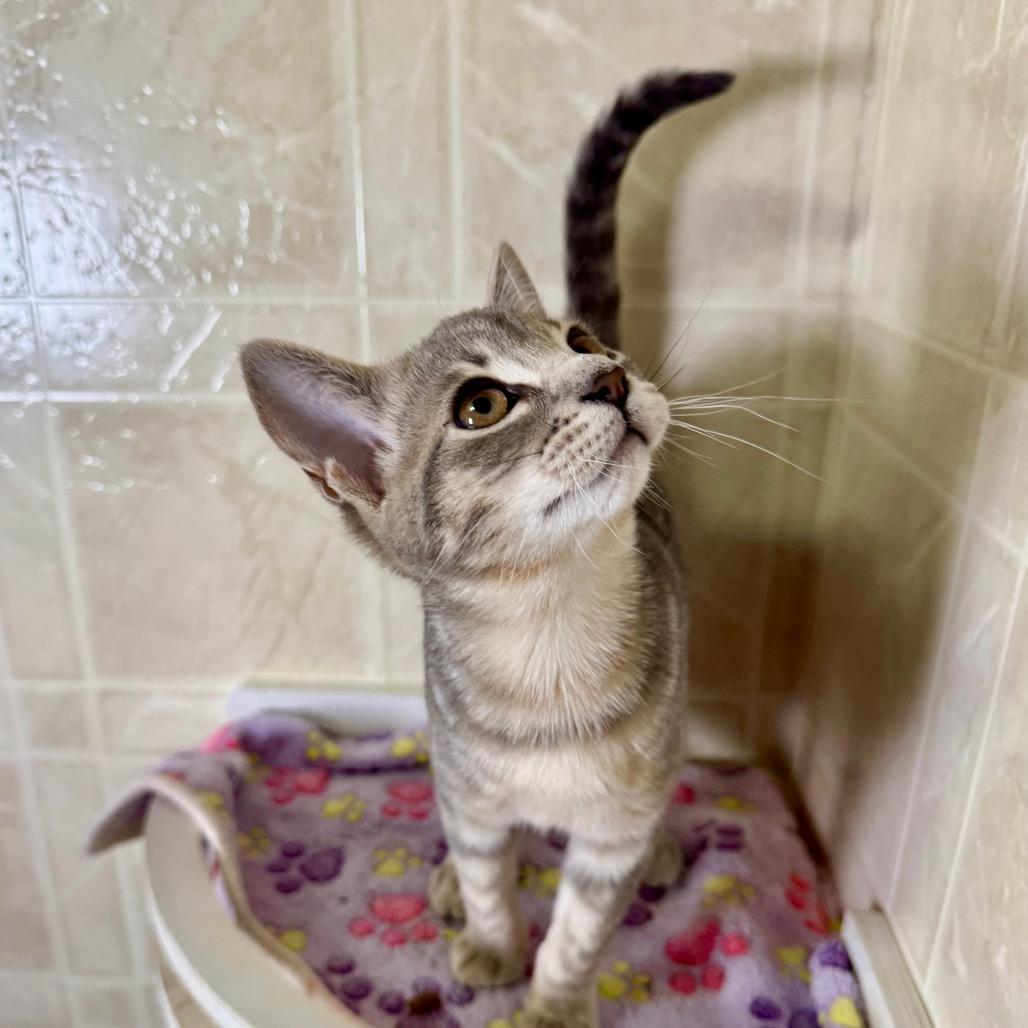Violet, a Adoptable Domestic Short Hair in Franklin, NC image 6/6