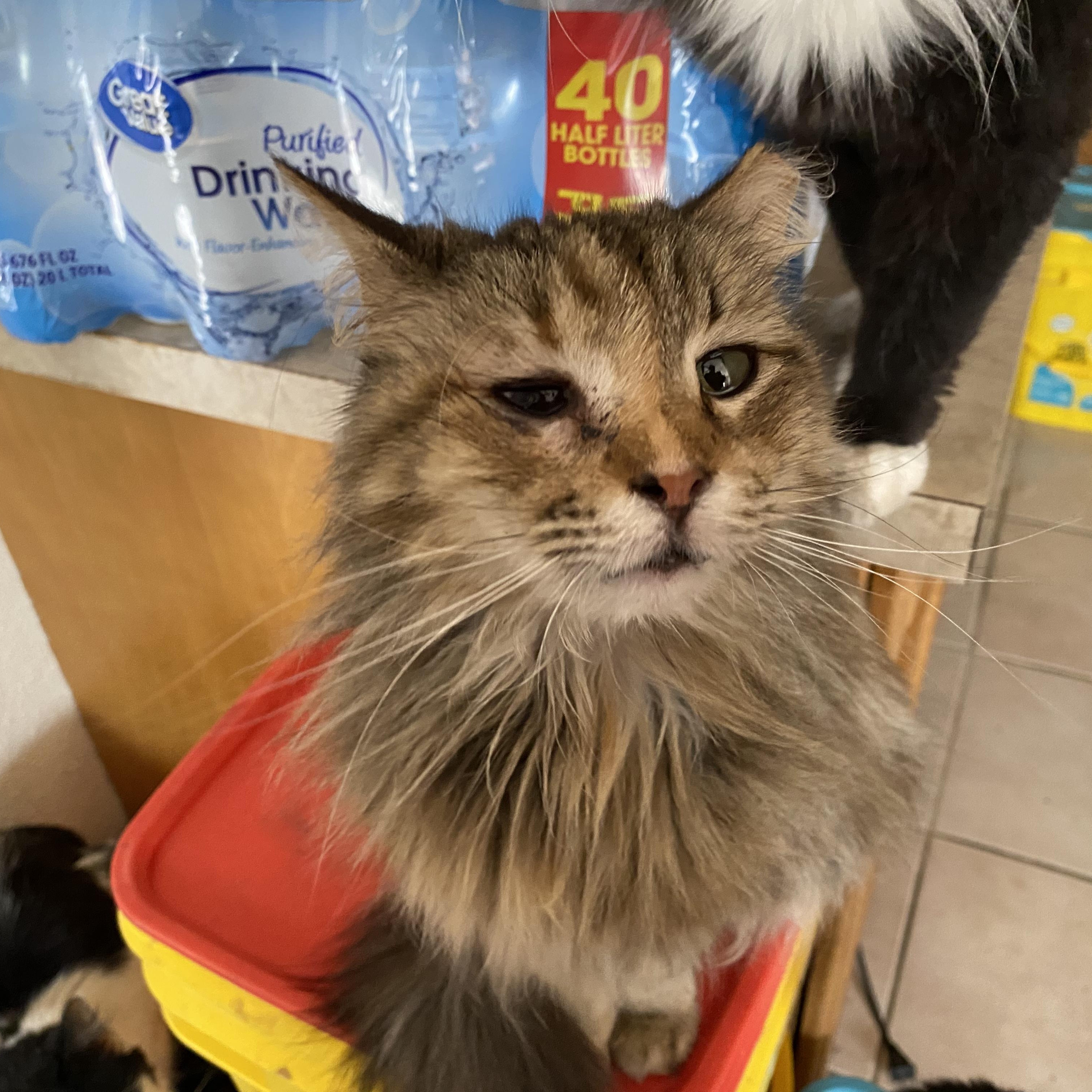 Enlarge Coconut, a Adopted Domestic Medium Hair in Las Cruces, NM image 2/2