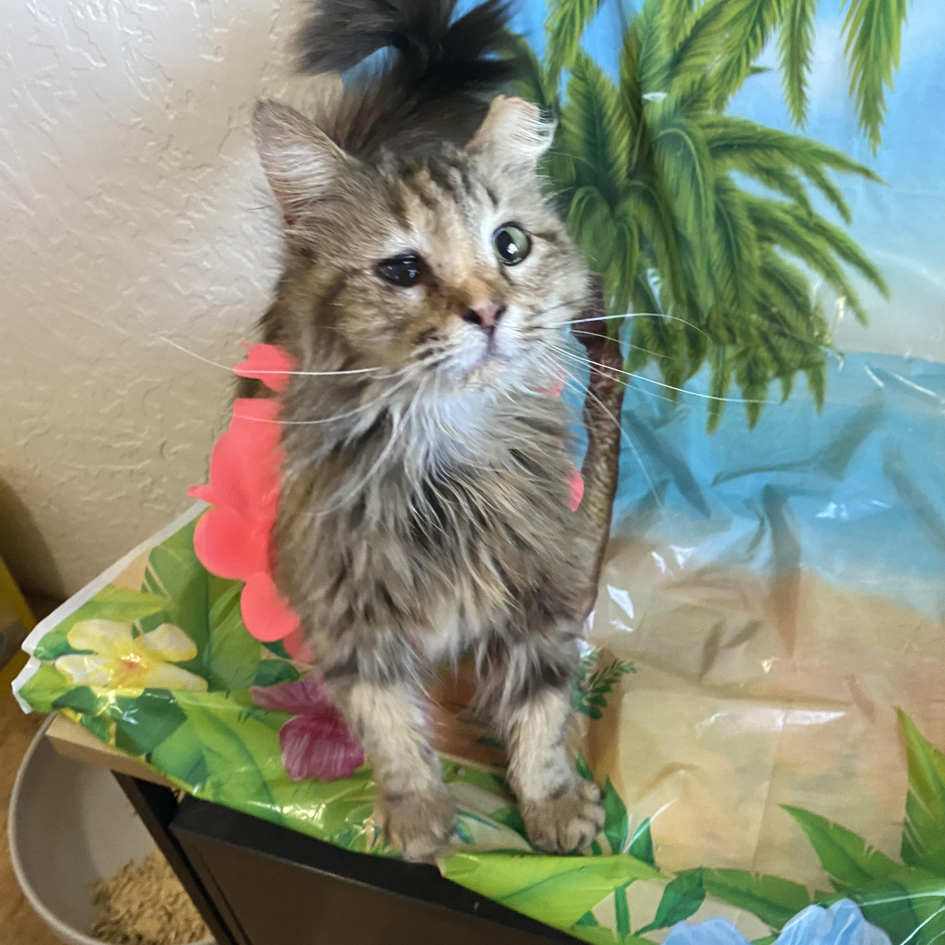 Coconut, Adopted, Adult Female Domestic Medium Hair.