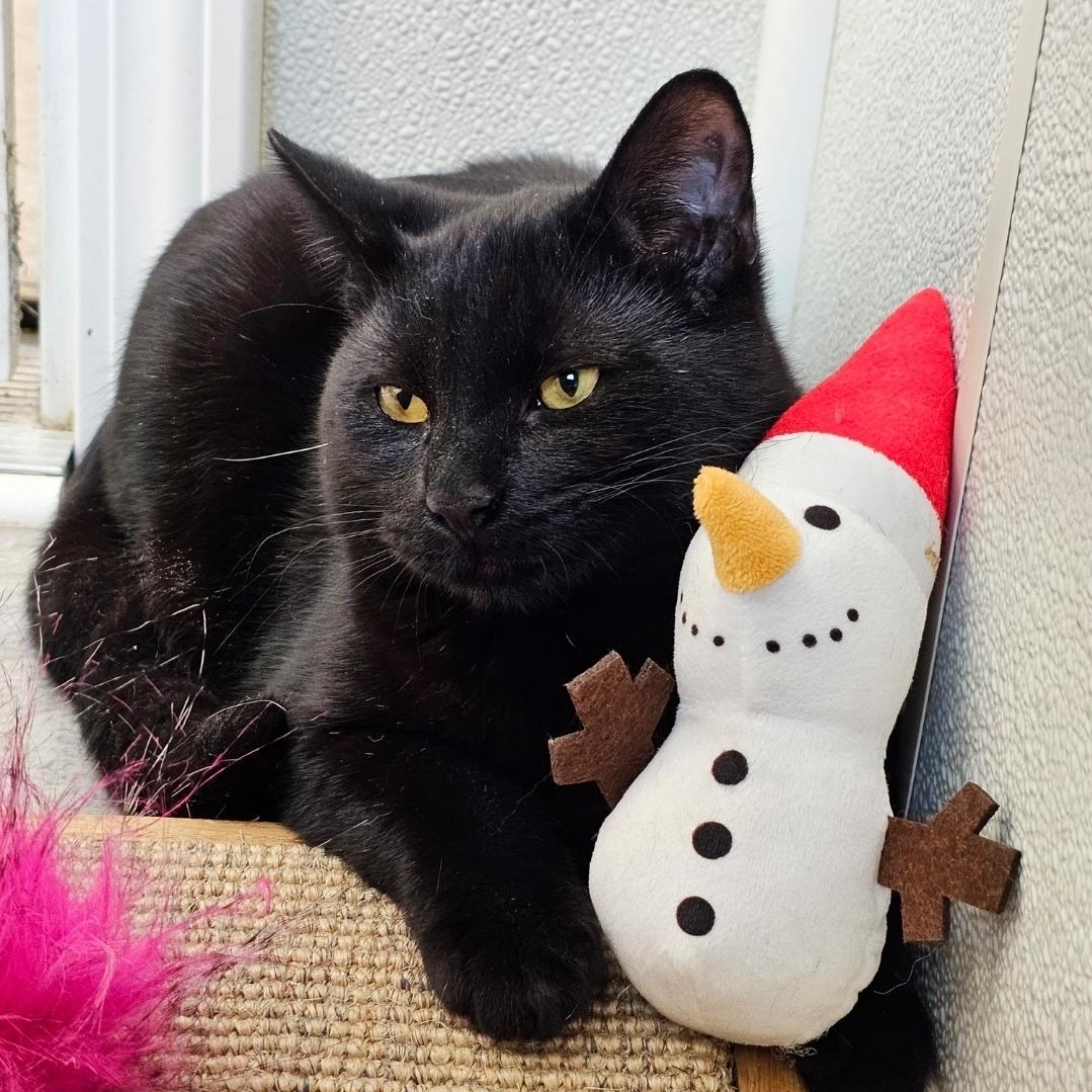 Enlarge Button, an adopted Domestic Short Hair in Waynesville, NC image 1/2