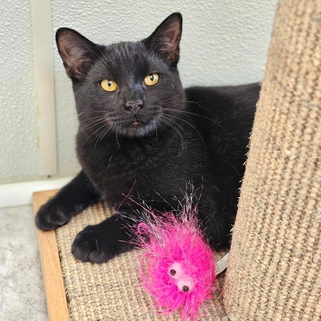 Enlarge Button, an adopted Domestic Short Hair in Waynesville, NC image 2/2