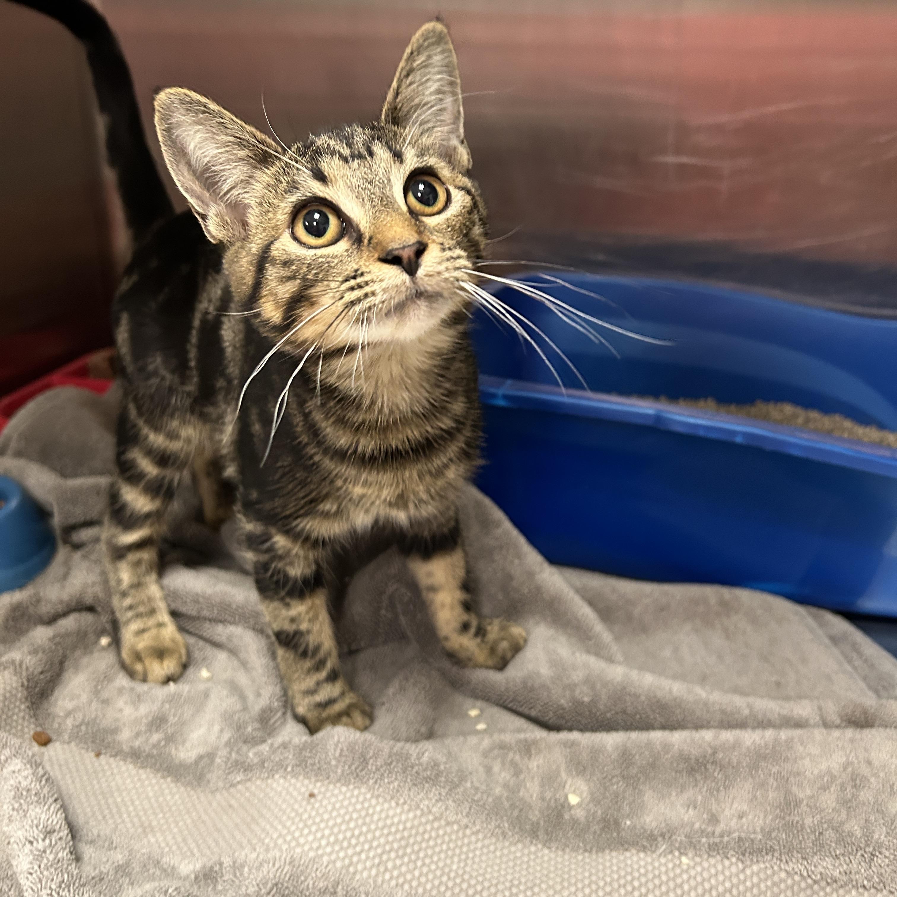 Enlarge Ebony, a Adopted Domestic Short Hair in La Grange Park, IL image 3/3