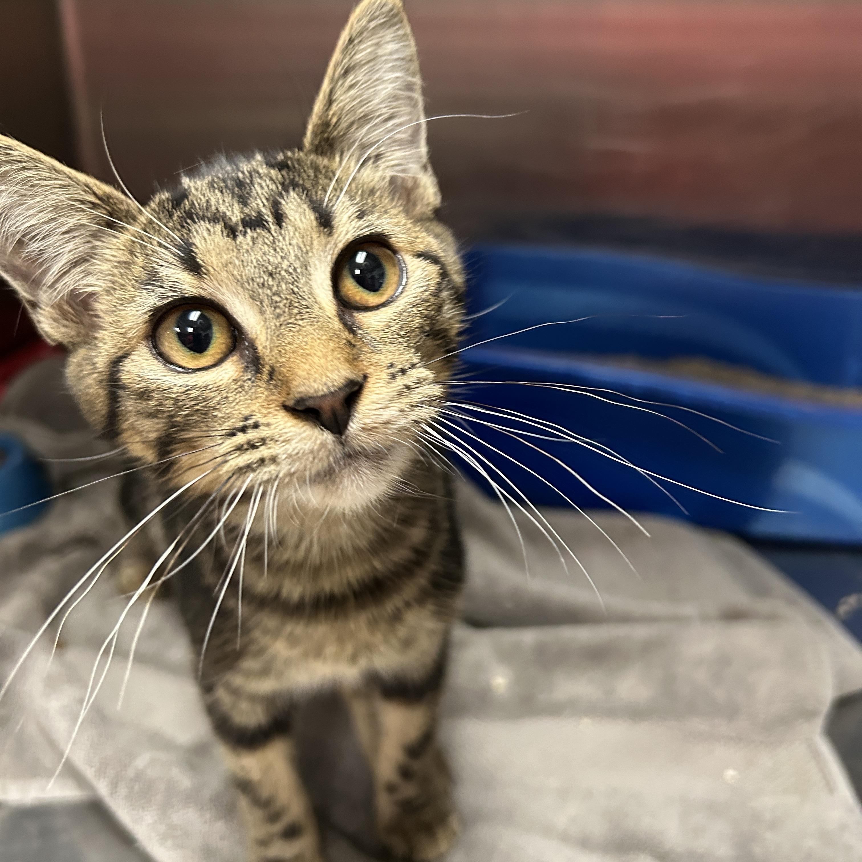 Ebony, Adopted, Young Female Domestic Short Hair.