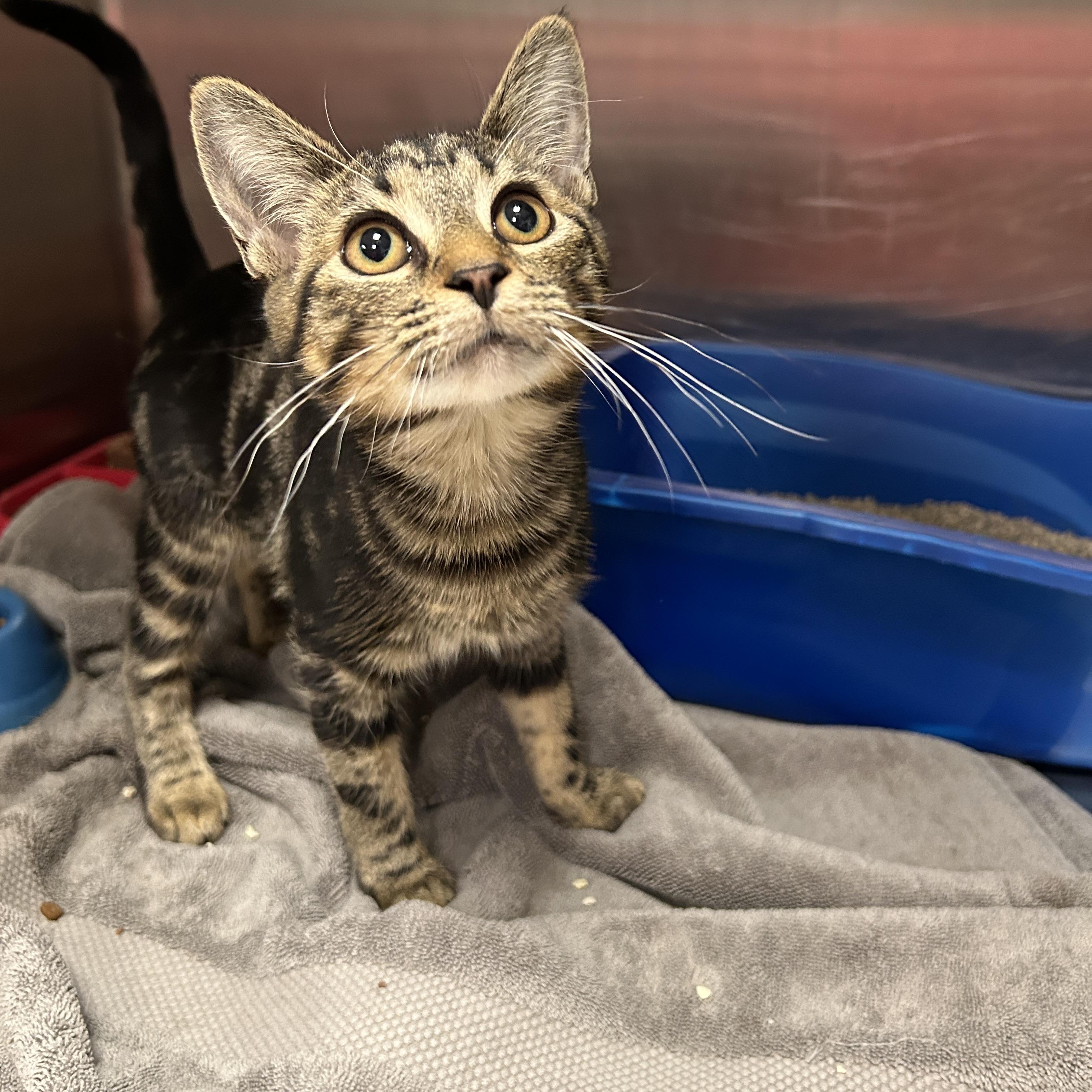 Enlarge Ebony, a Adopted Domestic Short Hair in La Grange Park, IL image 2/3