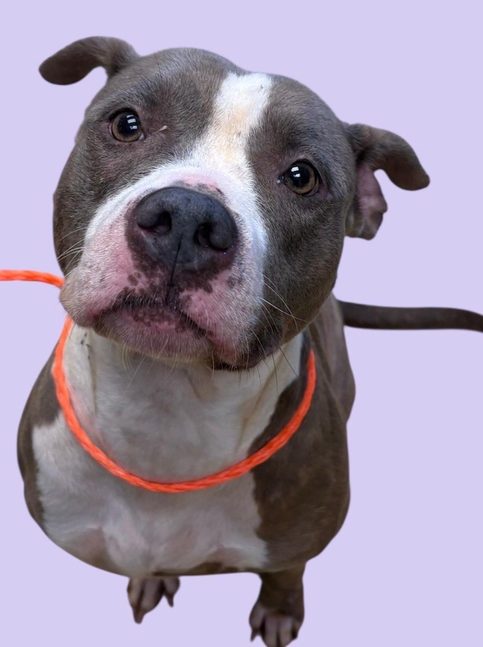 Enlarge Miss Whoopi, a Adoptable Pit Bull Terrier in New Castle, IN image 1/1