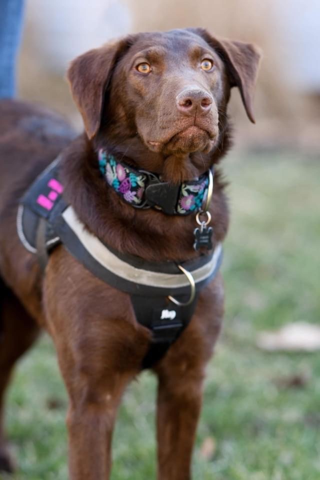 Kanga , Adoptable, Adult Female Labrador Retriever.