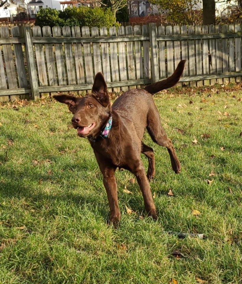 Kanga , a Adoptable Labrador Retriever in Grove City, OH image 2/12