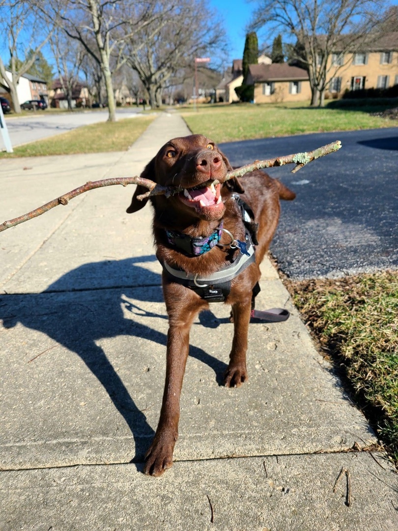 Kanga , a Adoptable Labrador Retriever in Grove City, OH image 3/12