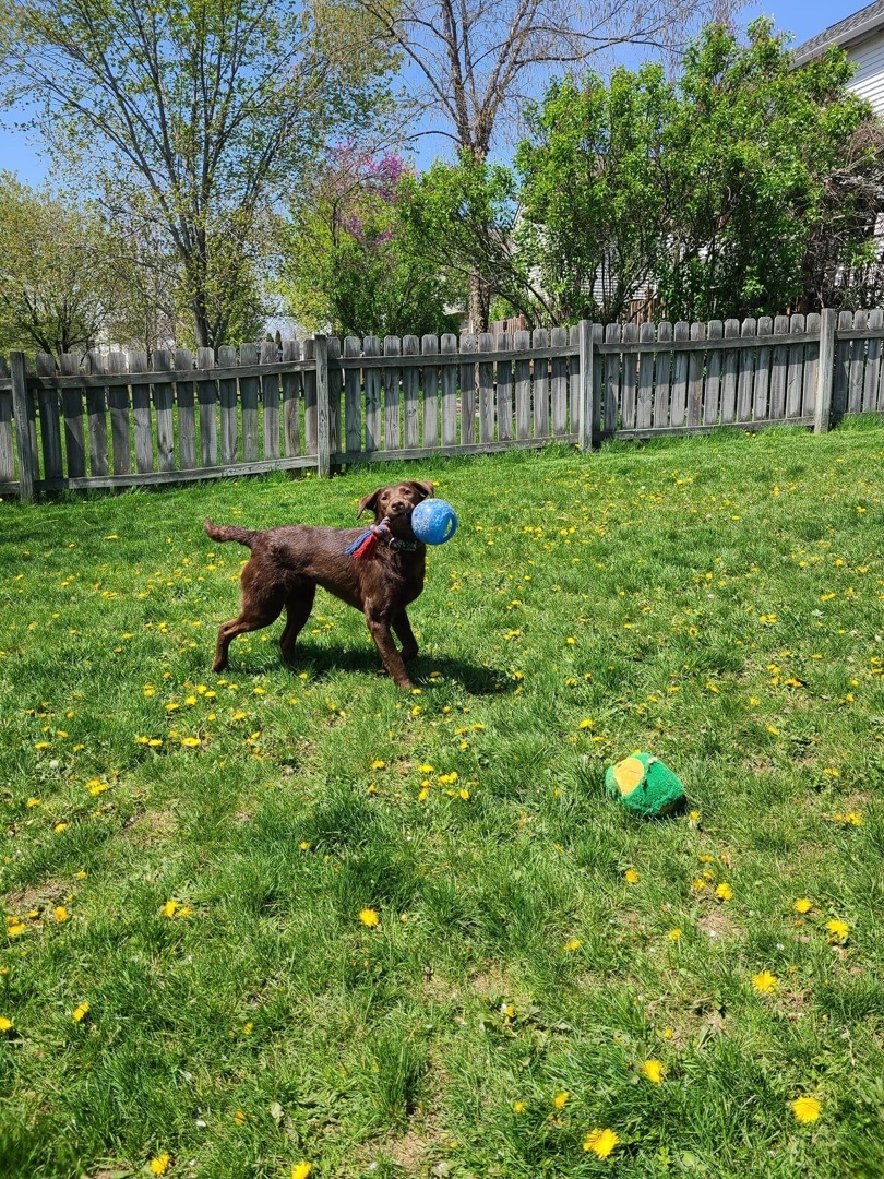 Kanga , a Adoptable Labrador Retriever in Grove City, OH image 4/12