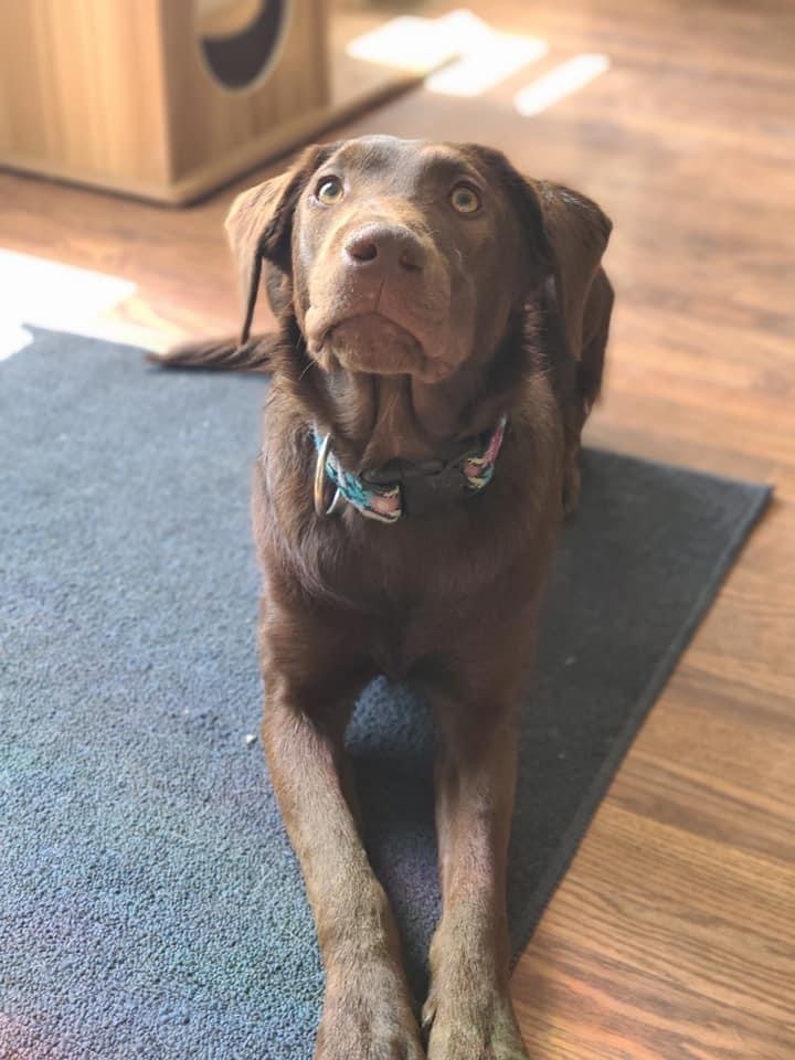 Kanga , a Adoptable Labrador Retriever in Grove City, OH image 5/12