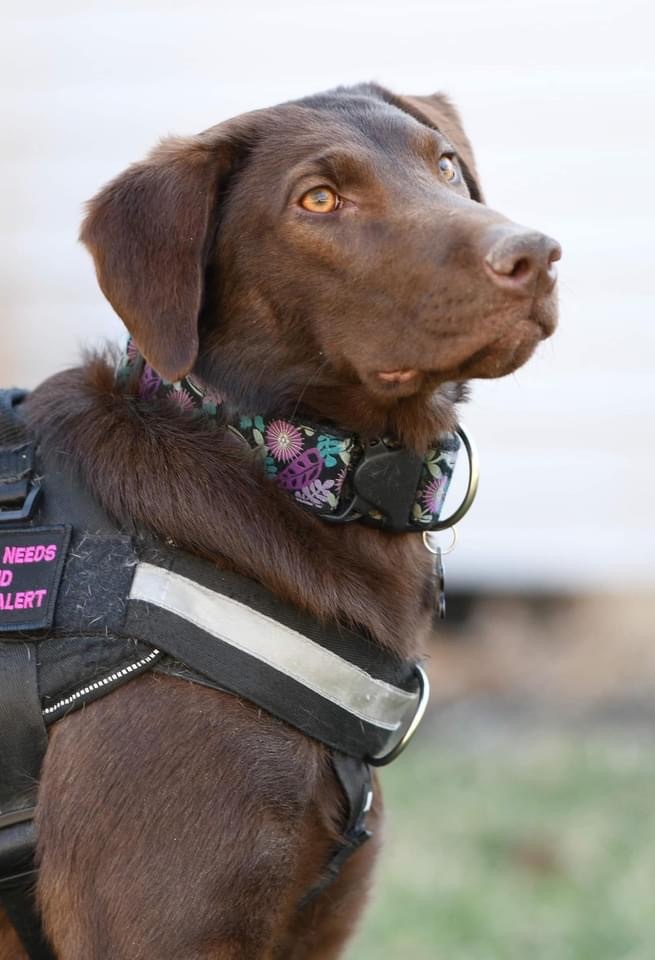 Kanga , a Adoptable Labrador Retriever in Grove City, OH image 6/12