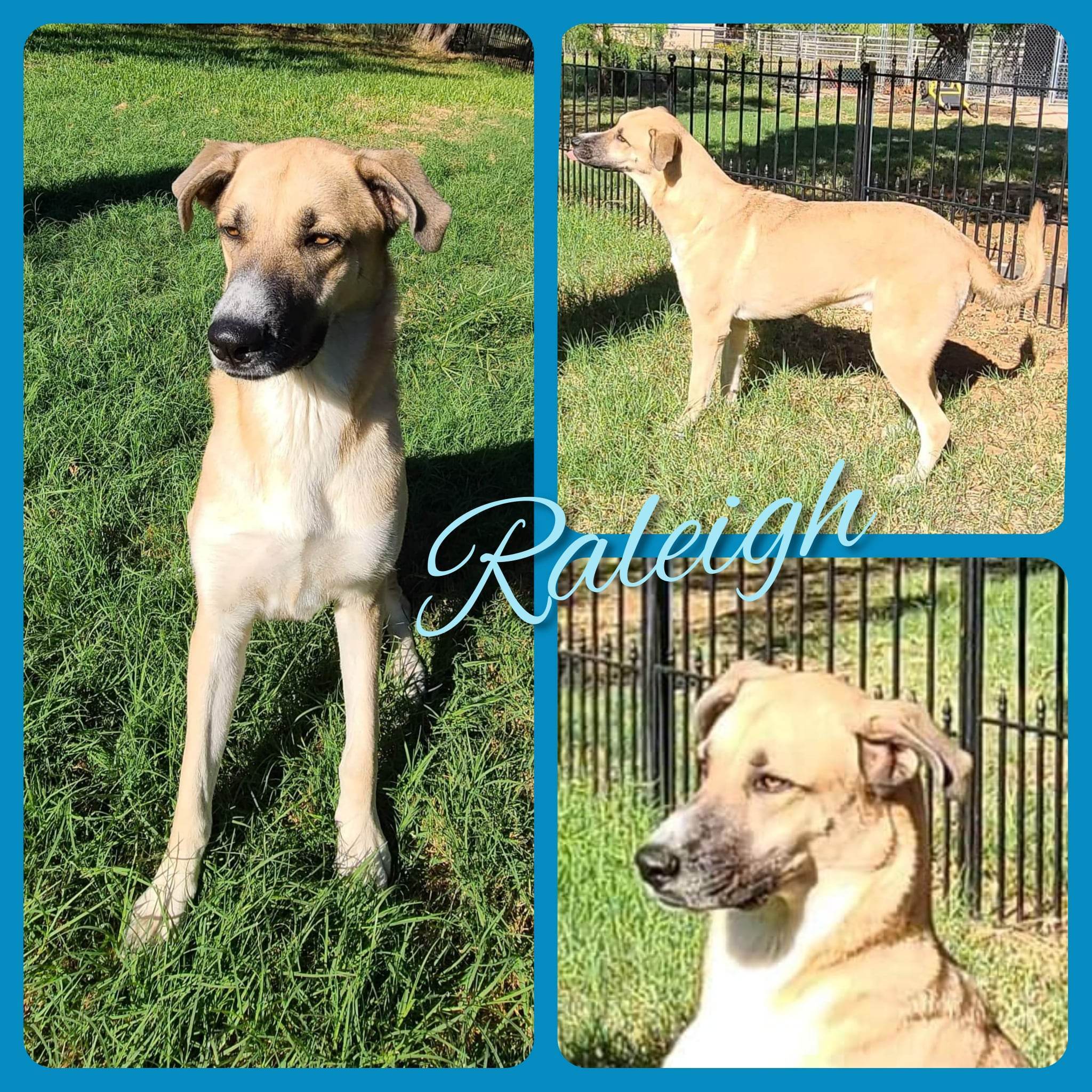 Raliegh photo 2