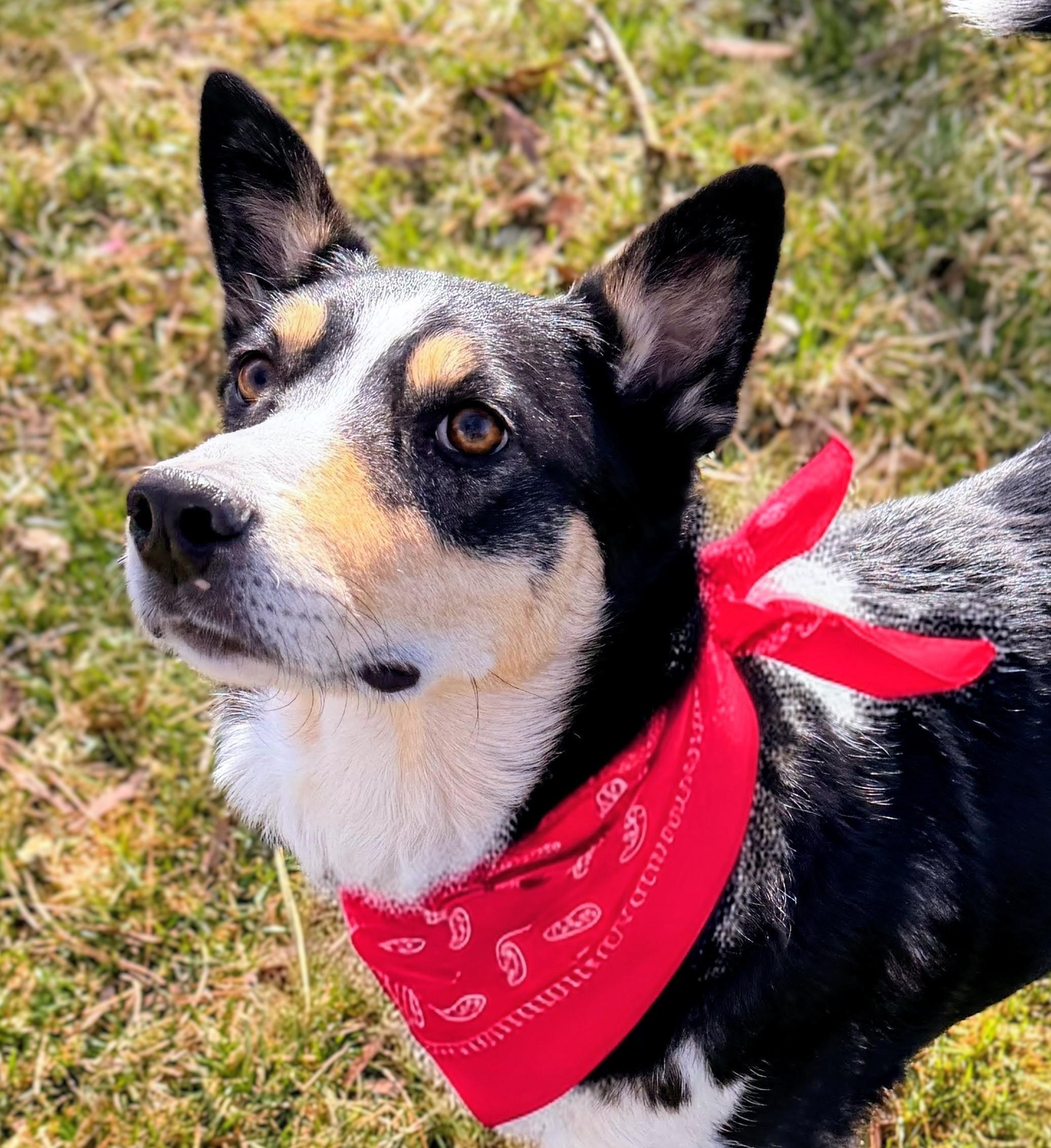 PUNKIES, Adoptable, Young Male Husky & Border Collie.