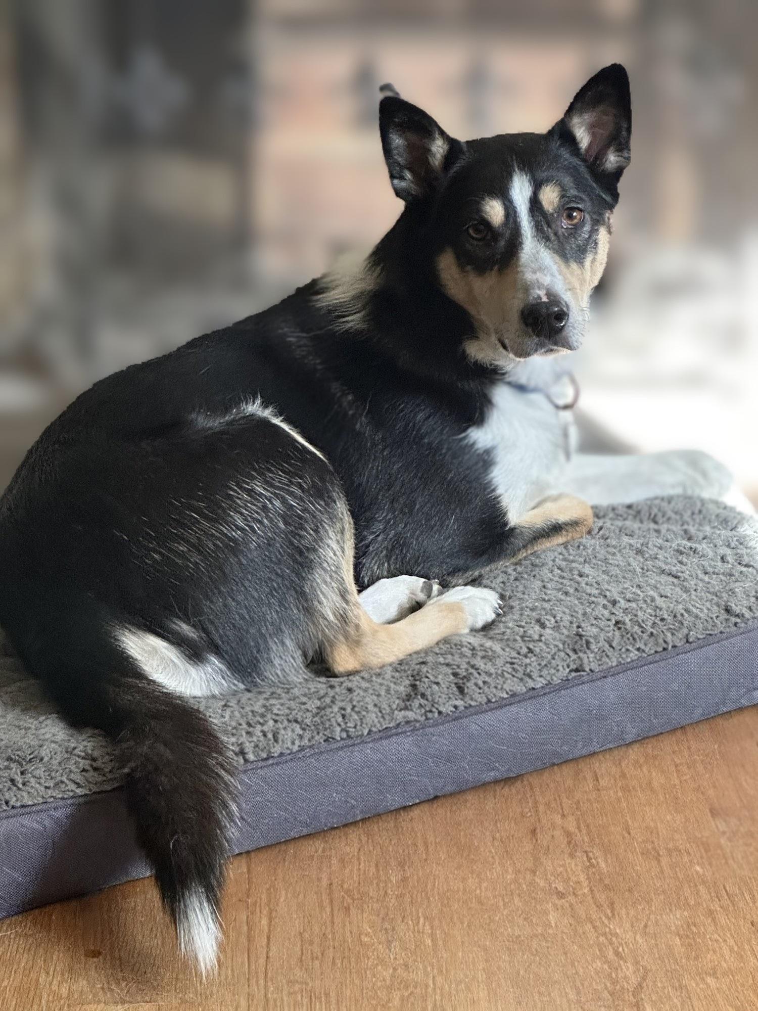 PUNKIES, Adoptable, Young Male Husky & Border Collie.