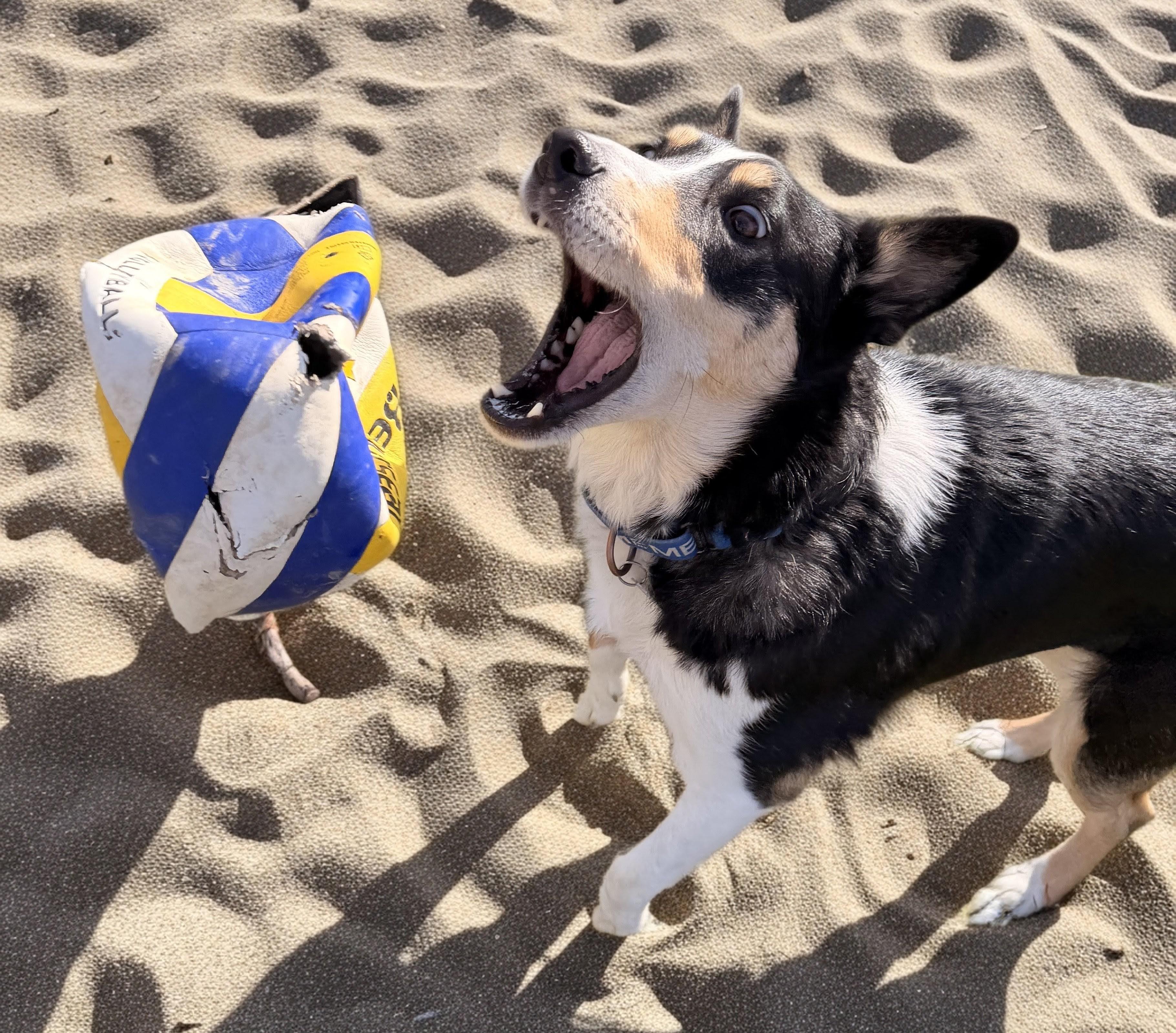 Enlarge PUNKIES, a Adoptable mixed breed in Newport News , VA image 5/6