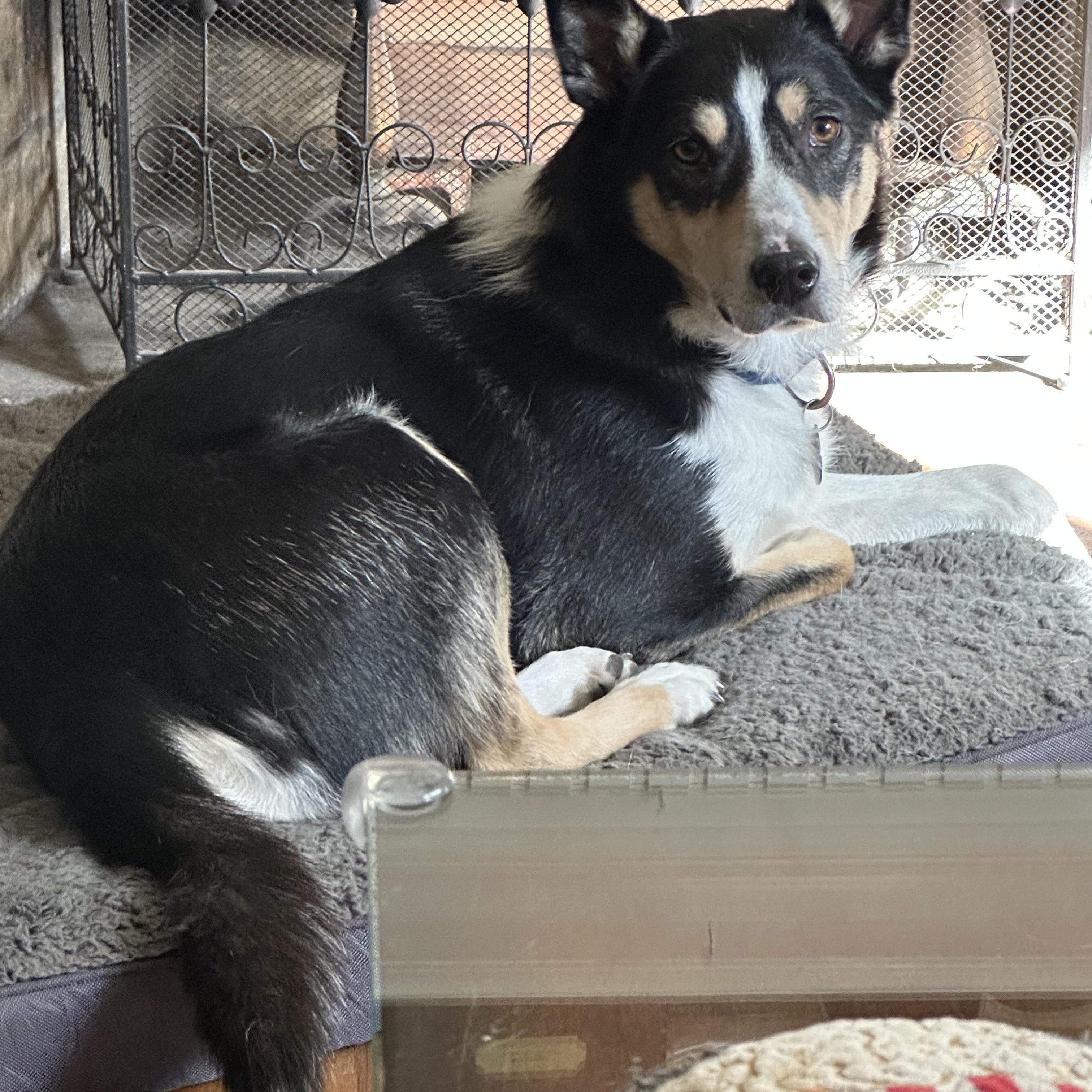 PUNKIES, Adoptable, Young Male Husky & Border Collie.