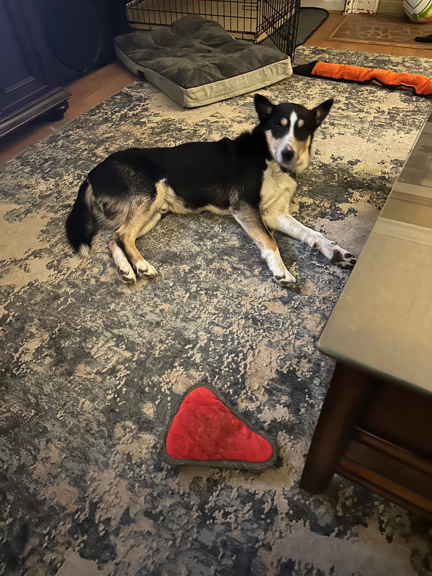 PUNKIES, a Adoptable mixed breed in Newport News , VA image 2/6