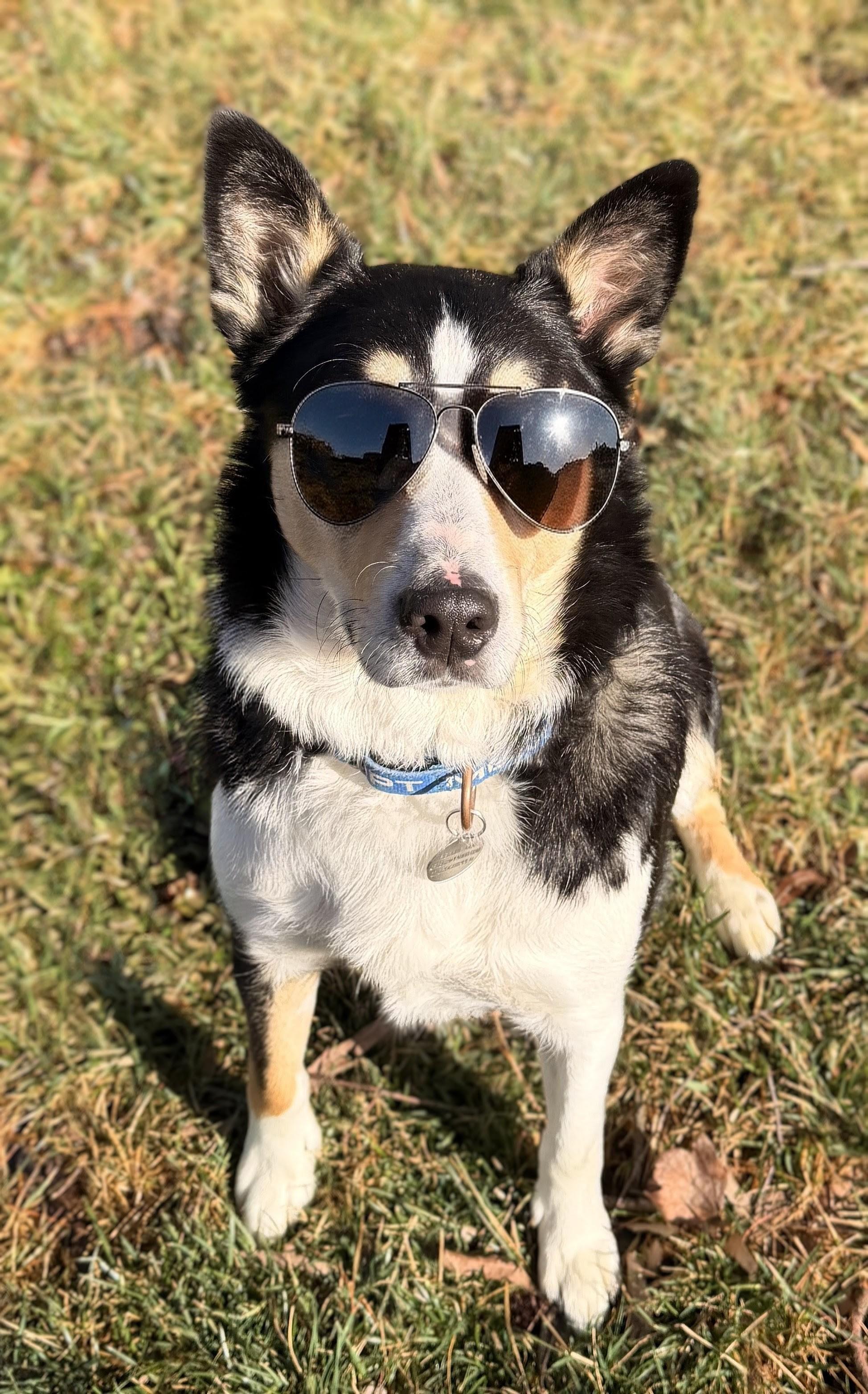 Enlarge PUNKIES, a Adoptable mixed breed in Newport News , VA image 3/6