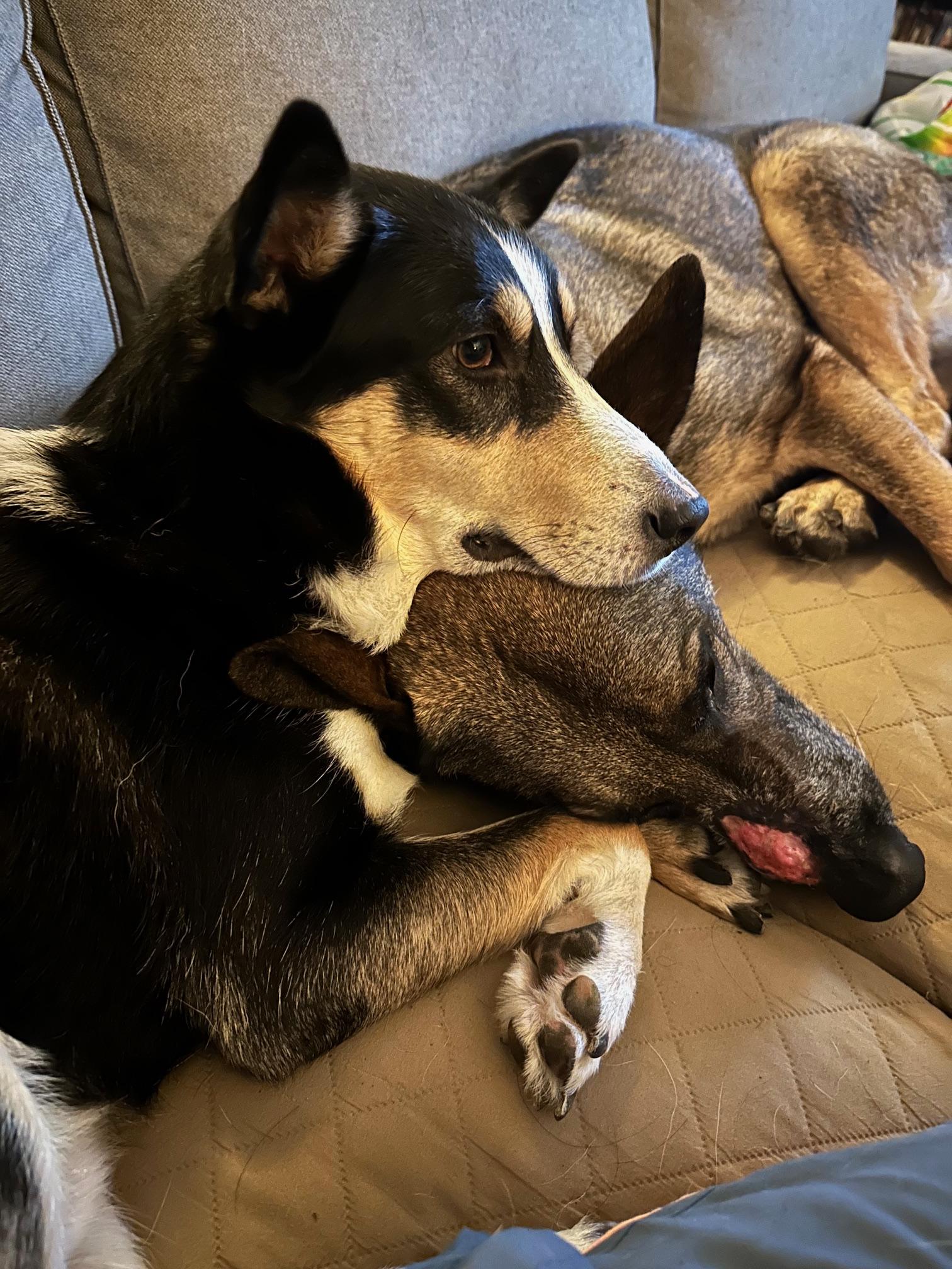 PUNKIES, a Adoptable mixed breed in Newport News , VA image 3/6