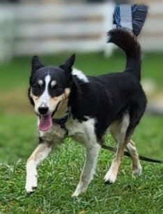PUNKIES, Adoptable, Young Male Husky & Border Collie.