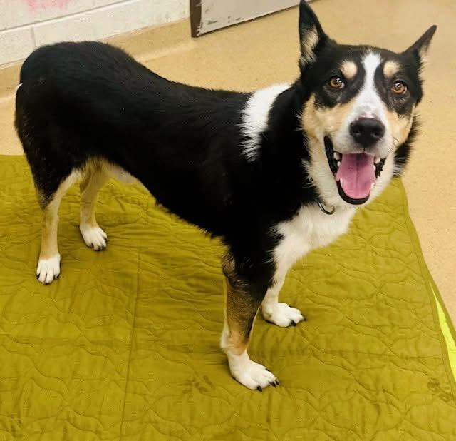 PUNKIES, a Adoptable mixed breed in Newport News , VA image 5/6