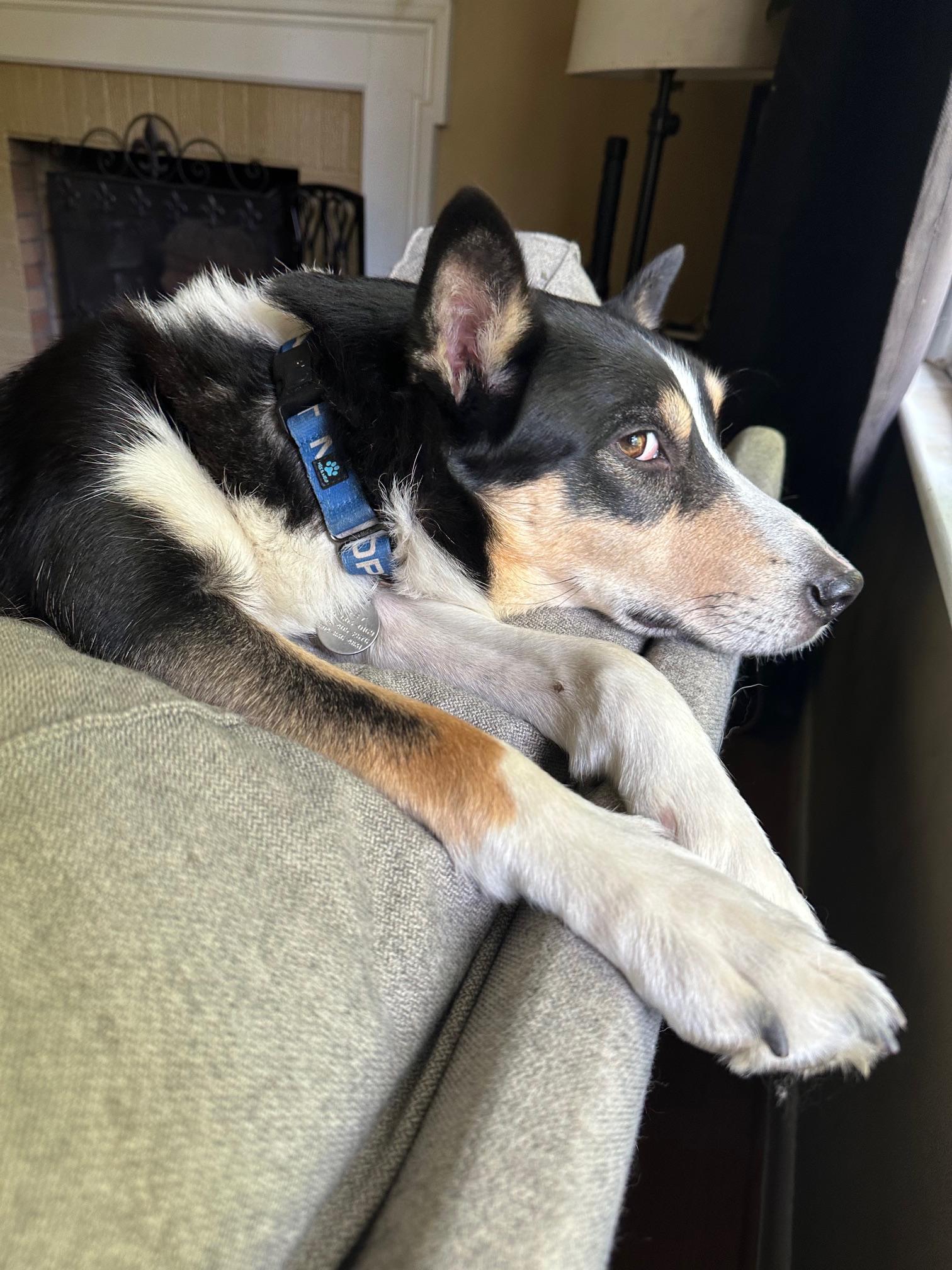 PUNKIES, a Adoptable mixed breed in Newport News , VA image 6/6