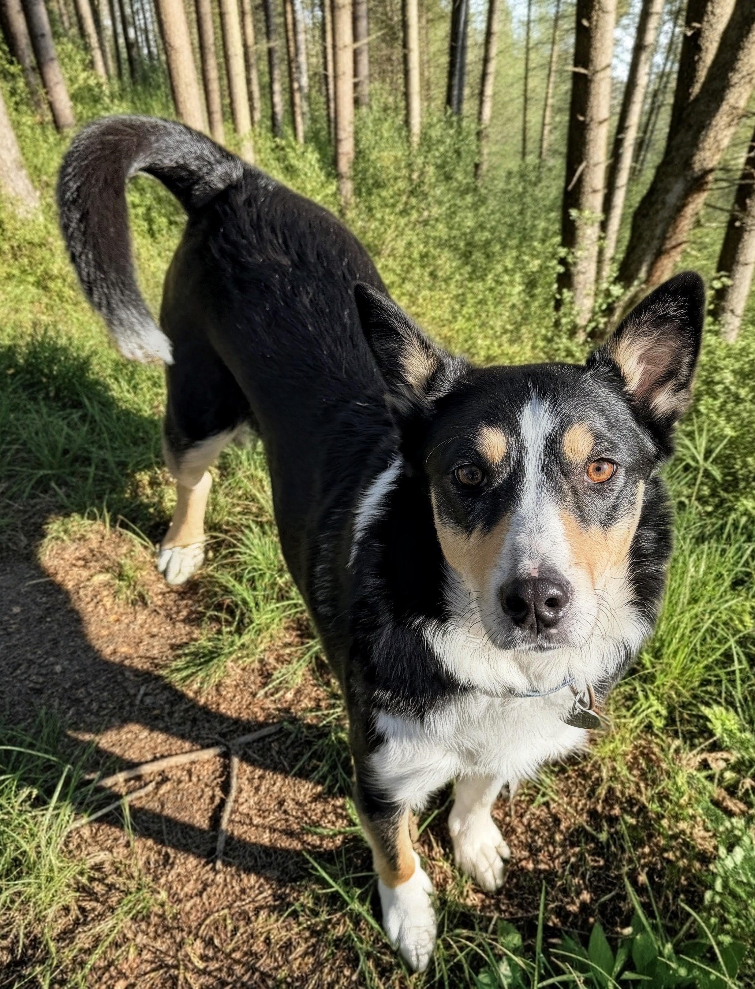 Enlarge PUNKIES, a Adoptable mixed breed in Newport News , VA image 4/6
